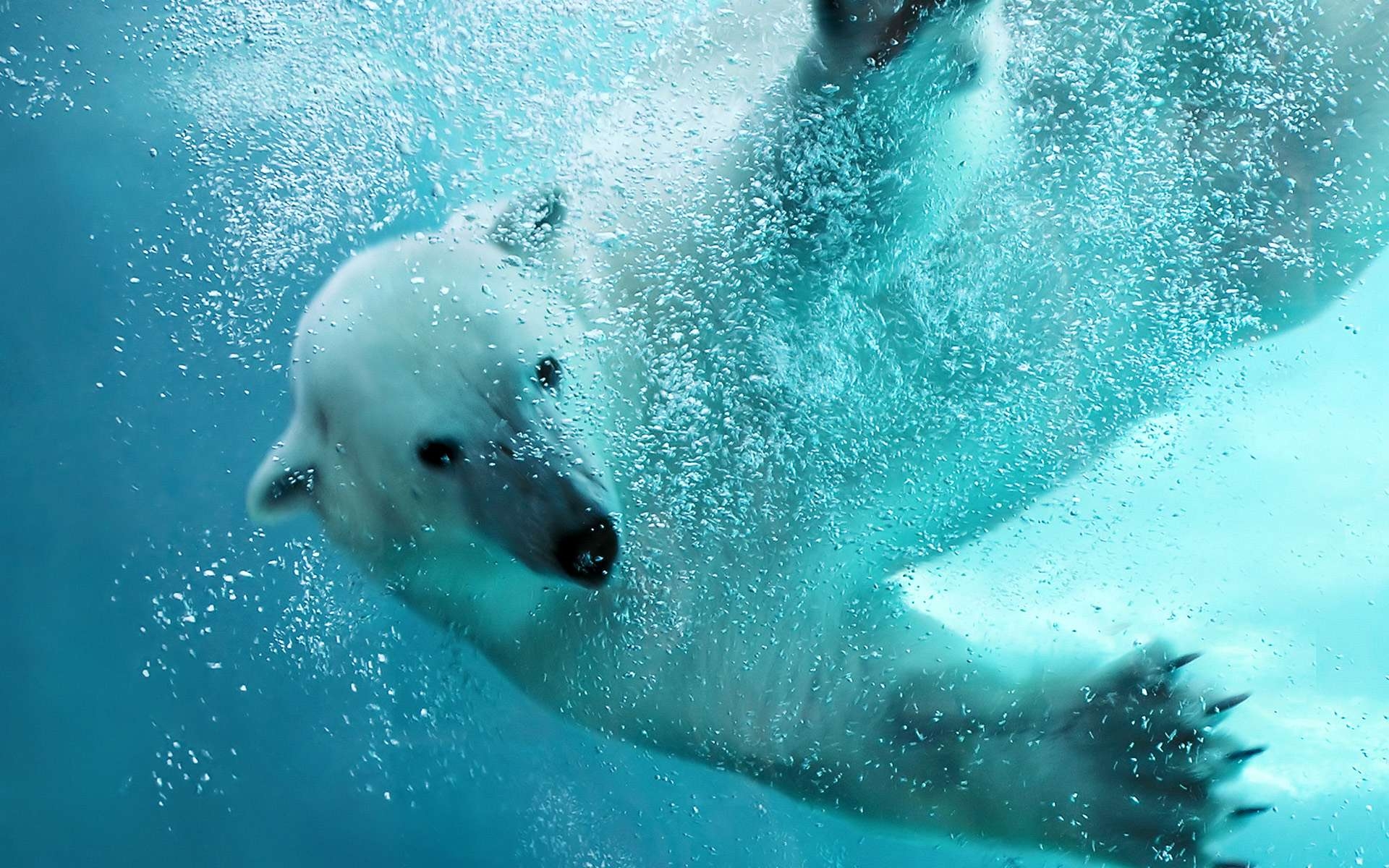 1920x1200 Polar Bear Computer Wallpaper, Desktop Background  Id, Desktop