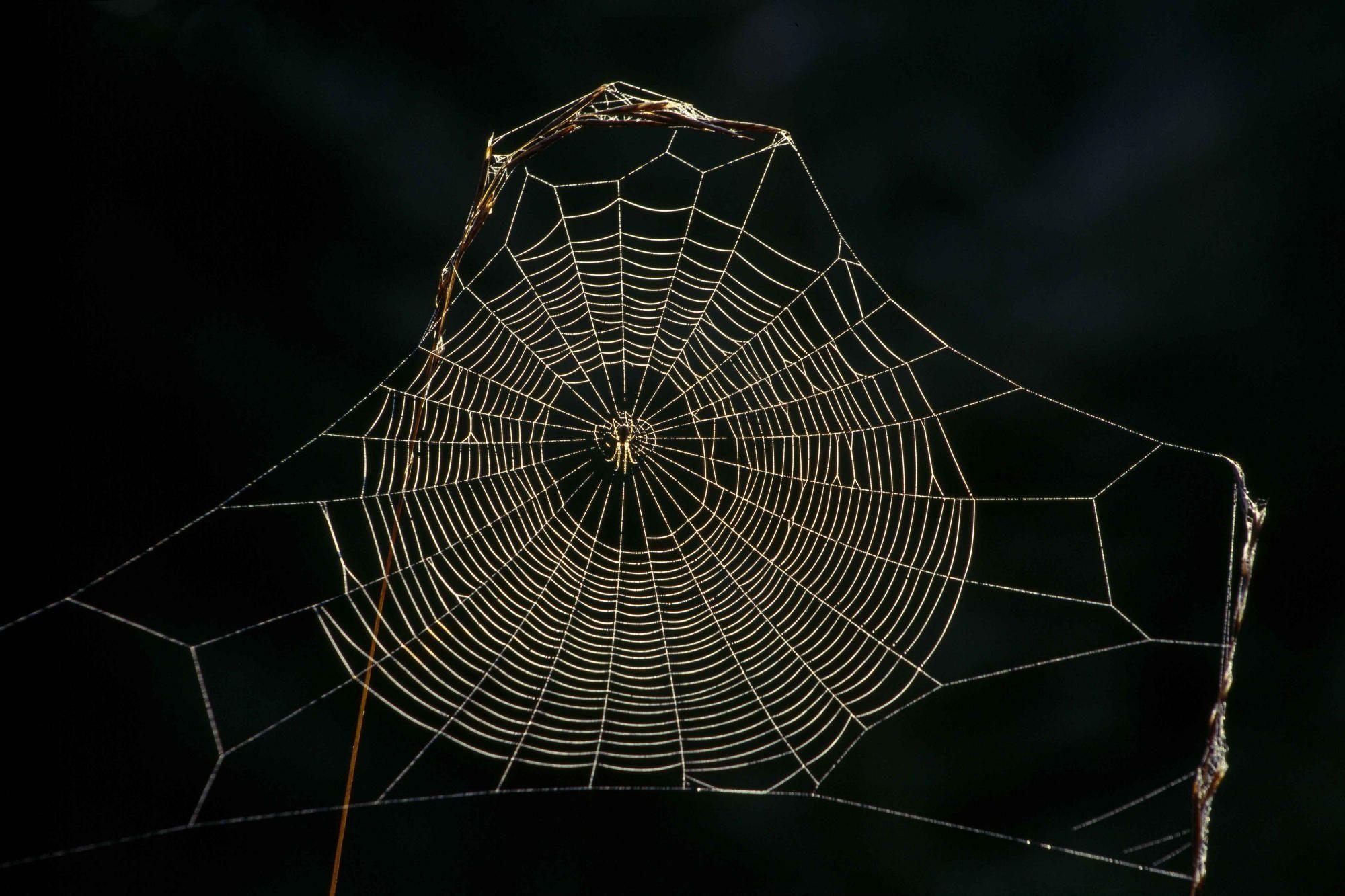 2000x1340 Delicate Spider Web Wallpaper, Desktop