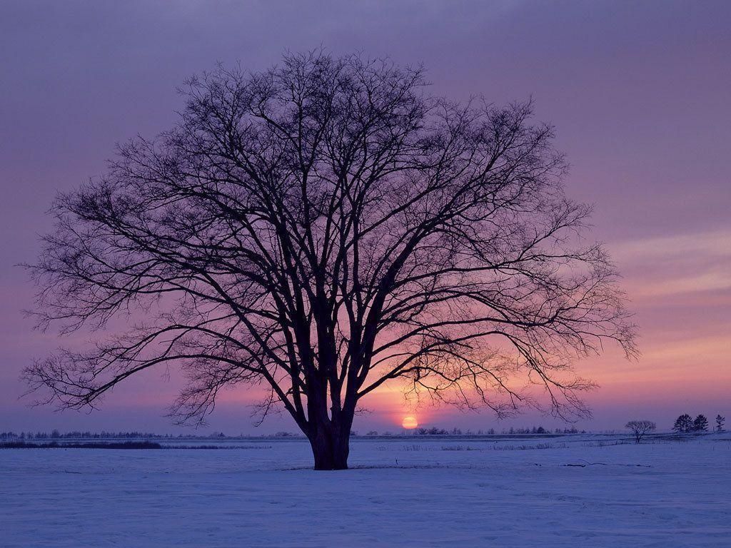 1030x770 Image Winter Tree On Sunset Wallpaper, HQ Background. HD, Desktop