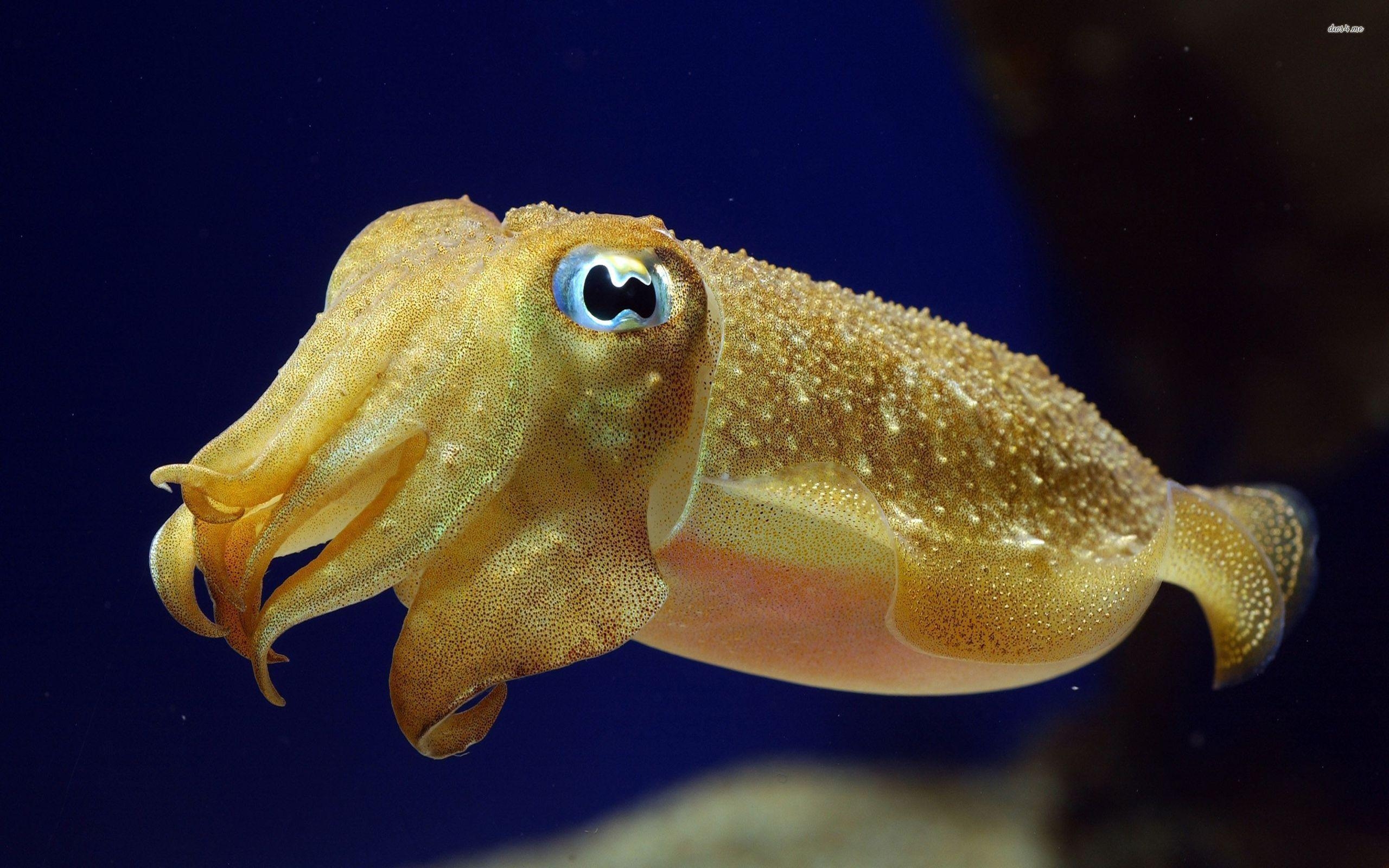 2560x1600 Cuttlefish Wallpaper. Cuttlefish, Desktop