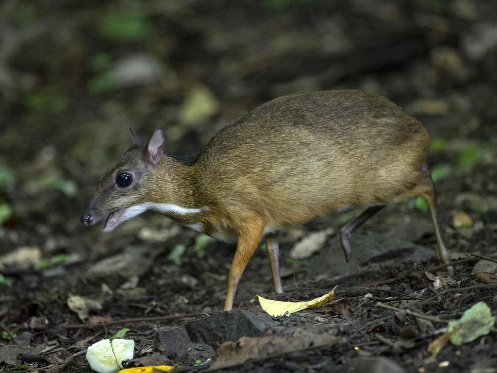 1030x770 Chevrotains (Mouse Deer) _ Kaeng Krachan, Desktop