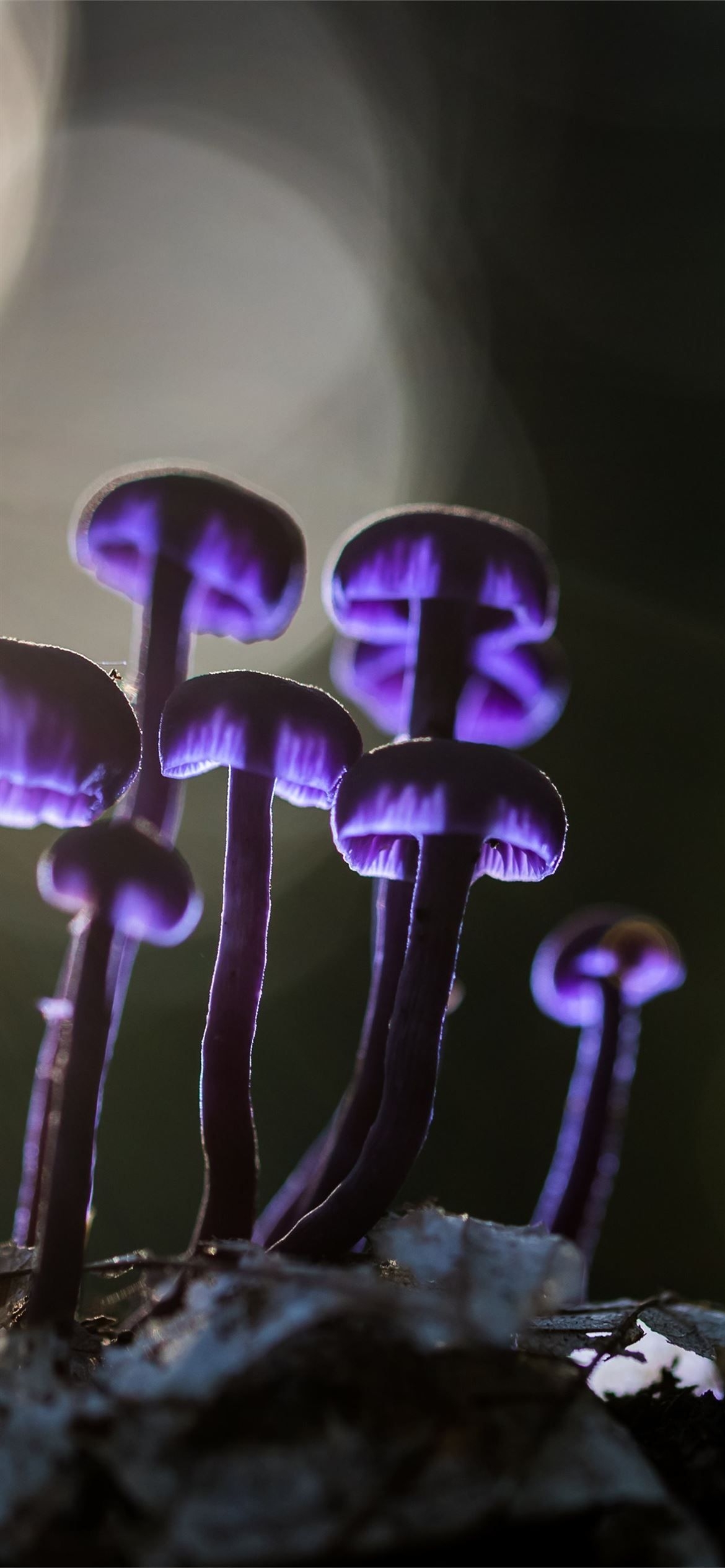 1170x2540 mushrooms purple glowing 5k iPhone 12 Wallpaper Free Download, Phone