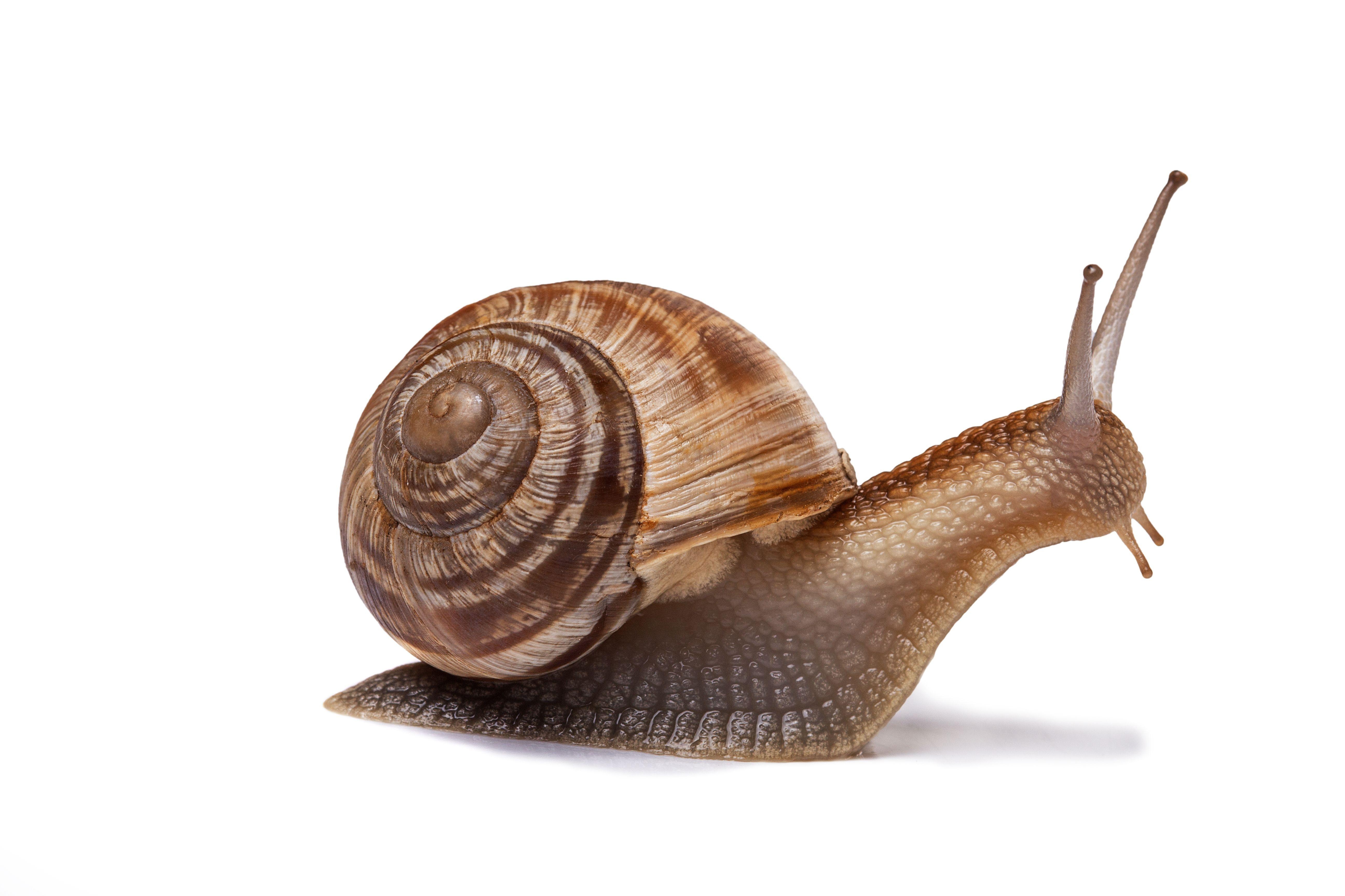 5190x3460 snail snail Background, Desktop