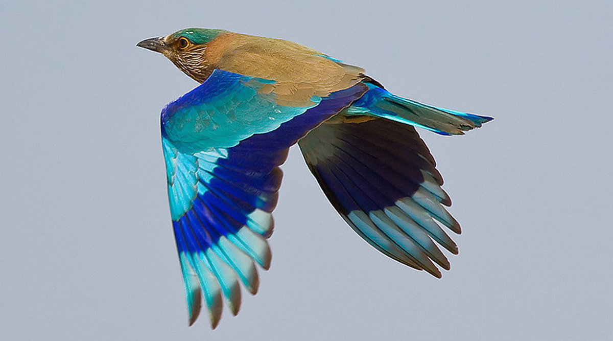 1200x670 Did You Know Spotting Neelkanth Bird Is Considered Auspicious on Dussehra? Significance of the Popular Belief Related to Indian Roller or Blue Jay, Desktop