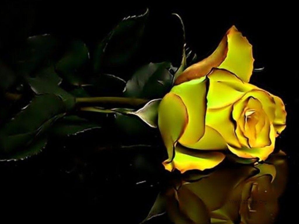 1030x770 Flowers For > Yellow Roses Wallpaper HD, Desktop