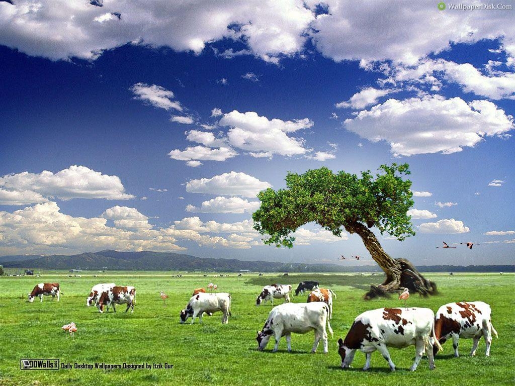 1030x770 Cow wallpaperx768, Desktop