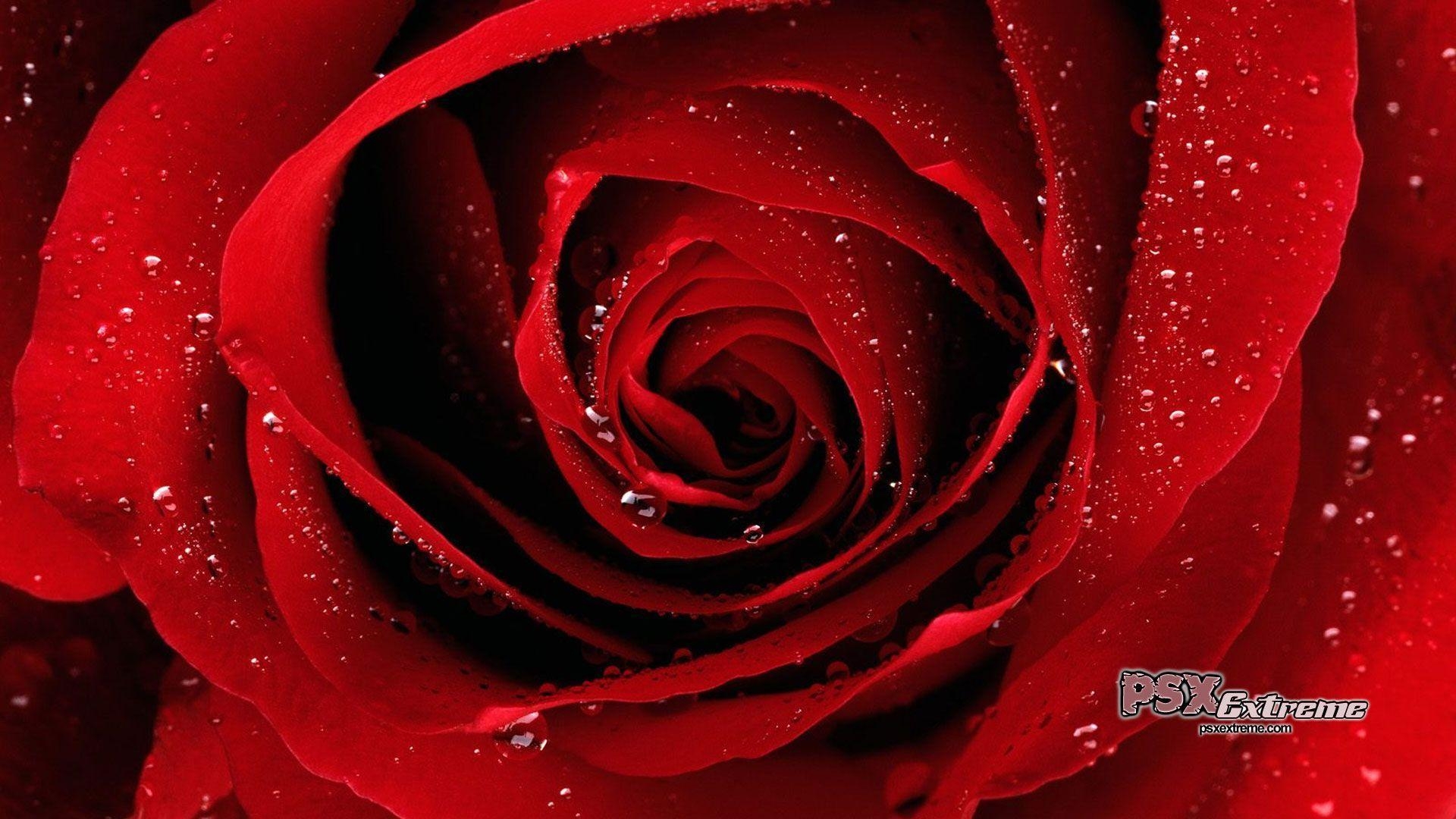 1920x1080 Red Rose Wallpaper, Desktop