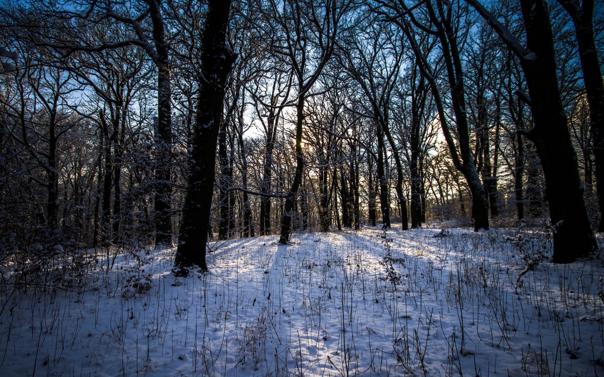 1920x1200 Res:  2018, 06 June Winter Woods Wallpaper, Desktop