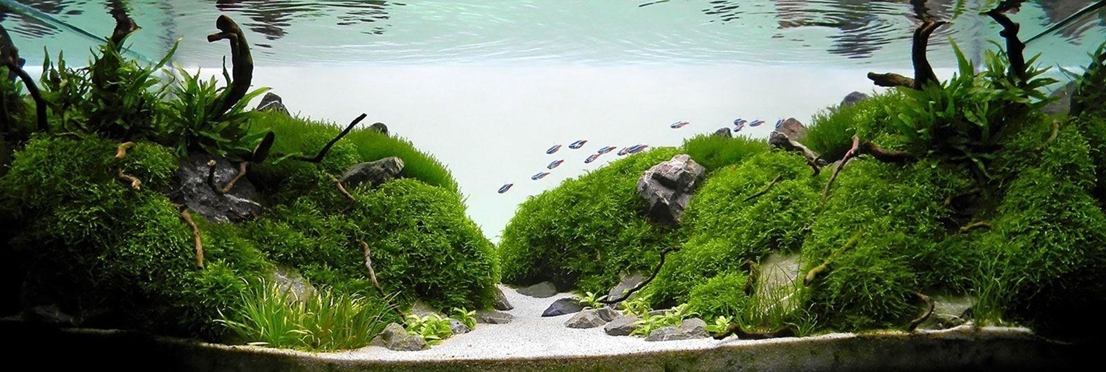 1600x540 HD wallpaper aquascape gallery 63mobile5.ga, Dual Screen