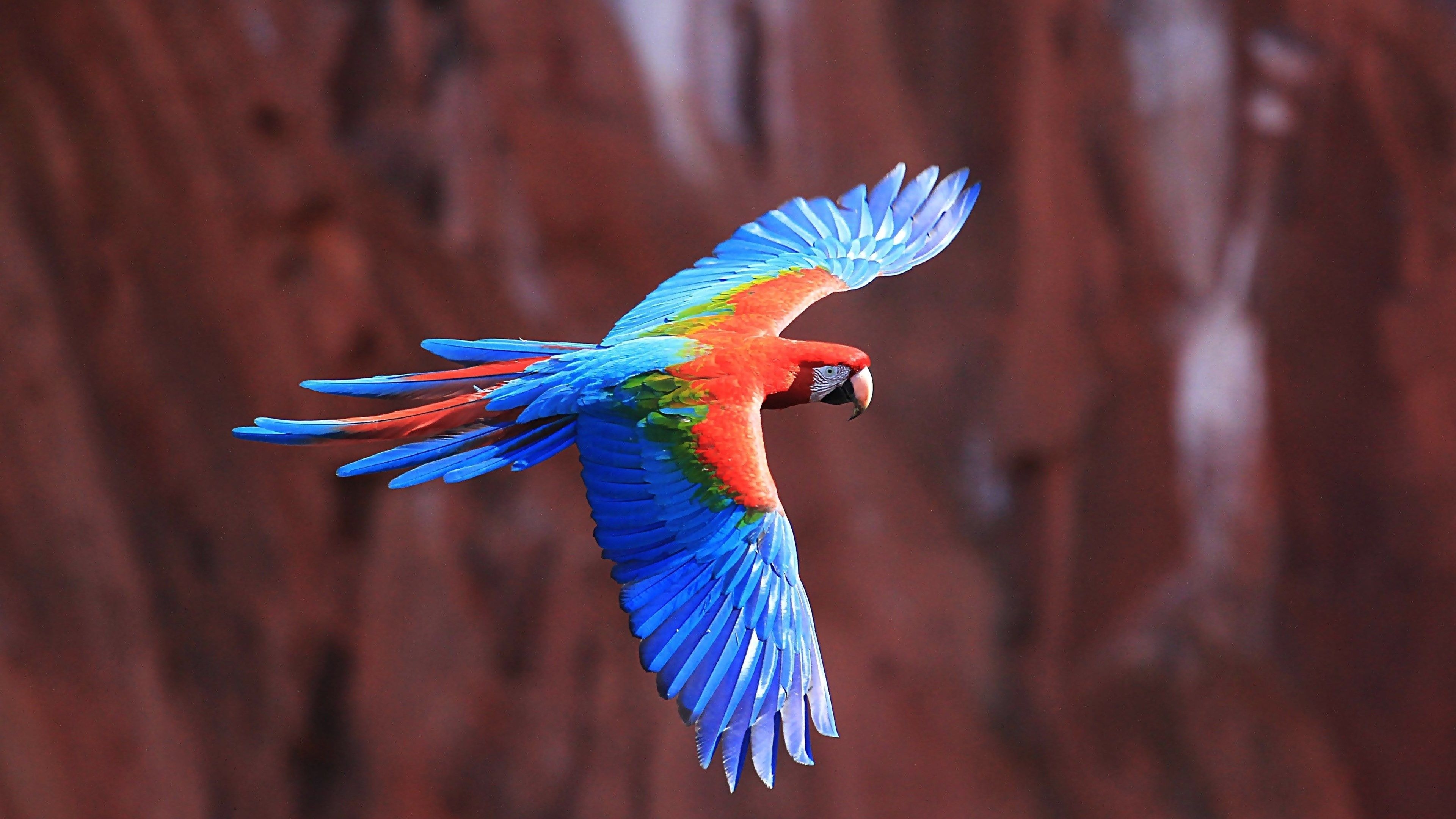 3840x2160 red and green macaw wallpaper HD pack and green macaw, Desktop