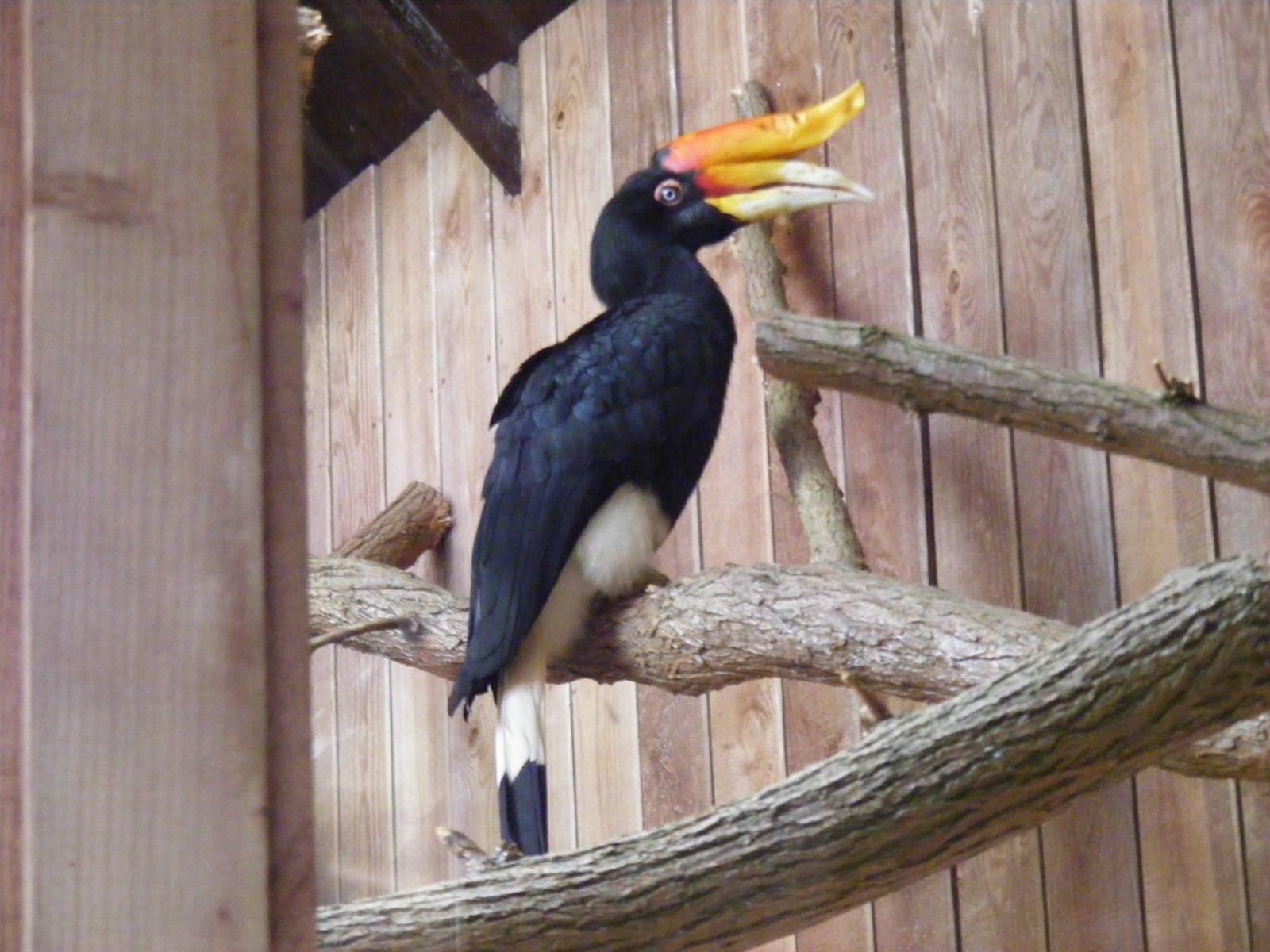 1600x1200 Rhinoceros hornbill at Colchester Zoo, 17 September 2010, Desktop