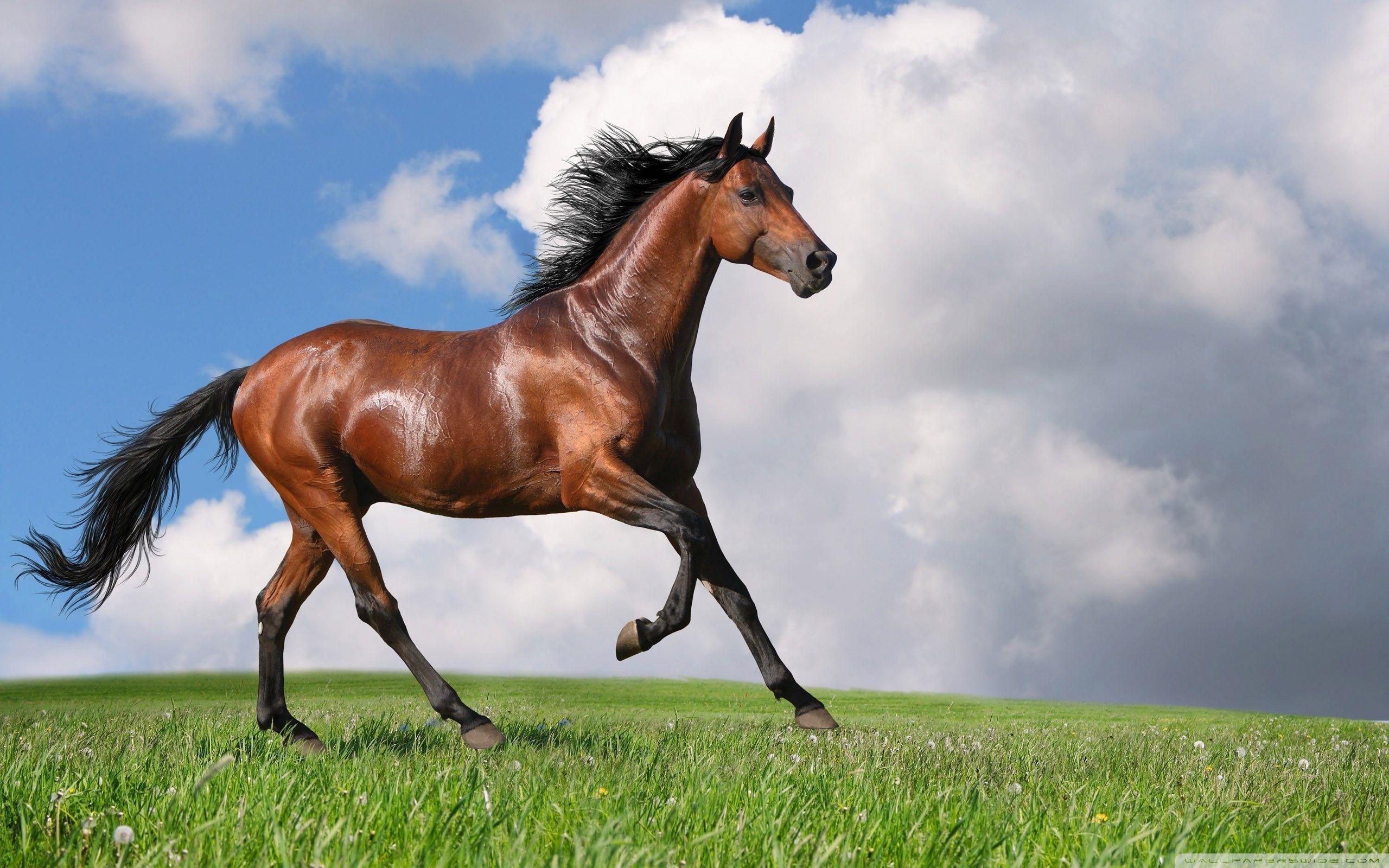 2560x1600 Running Horse Wallpaper, Desktop