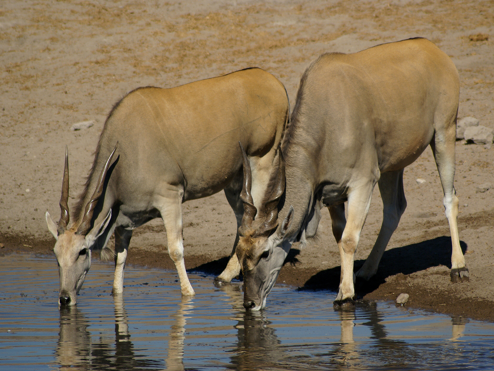 1600x1200 Dorcas gazelle, Desktop