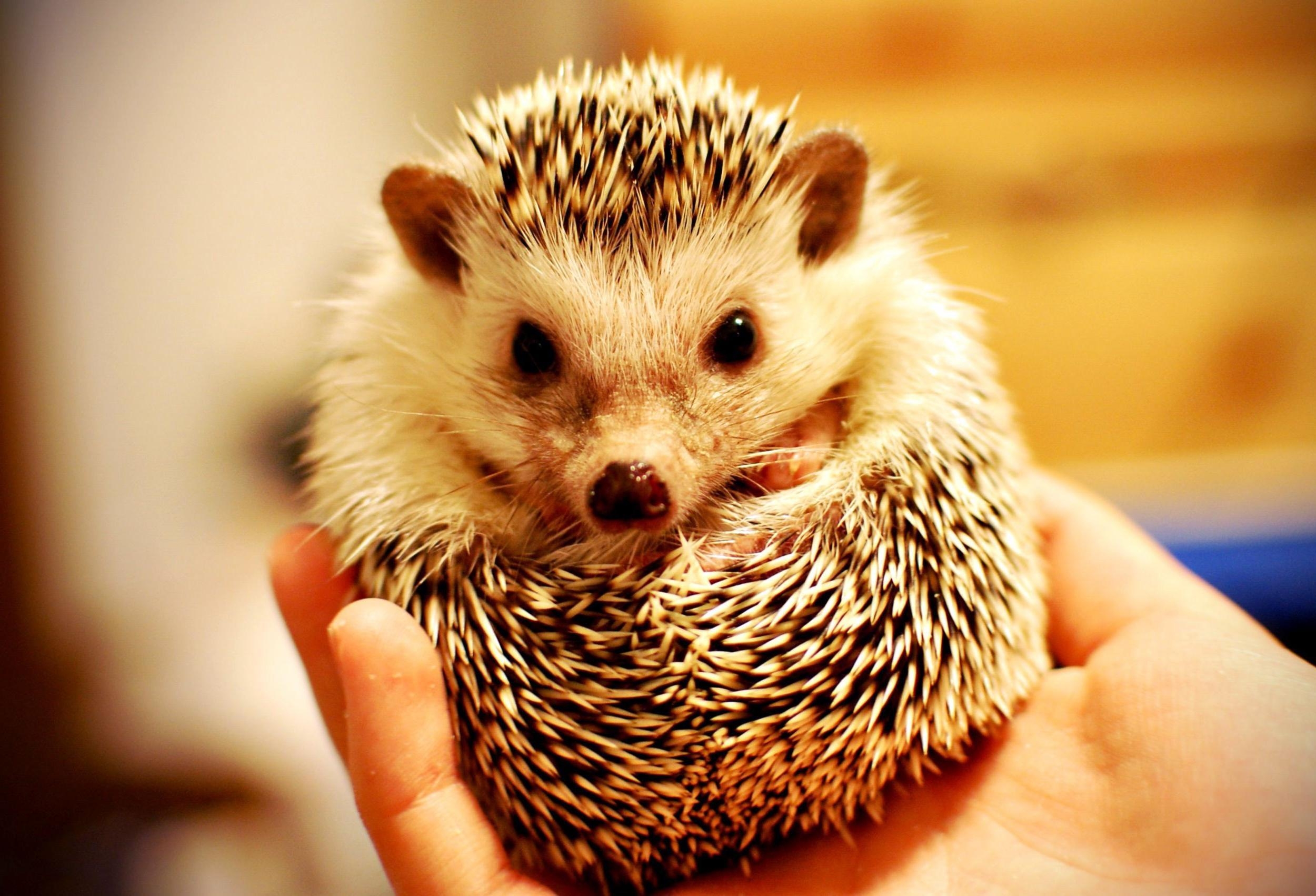 2500x1710 Hedgehog Picture, Top on REuuN Wallpaper, Desktop