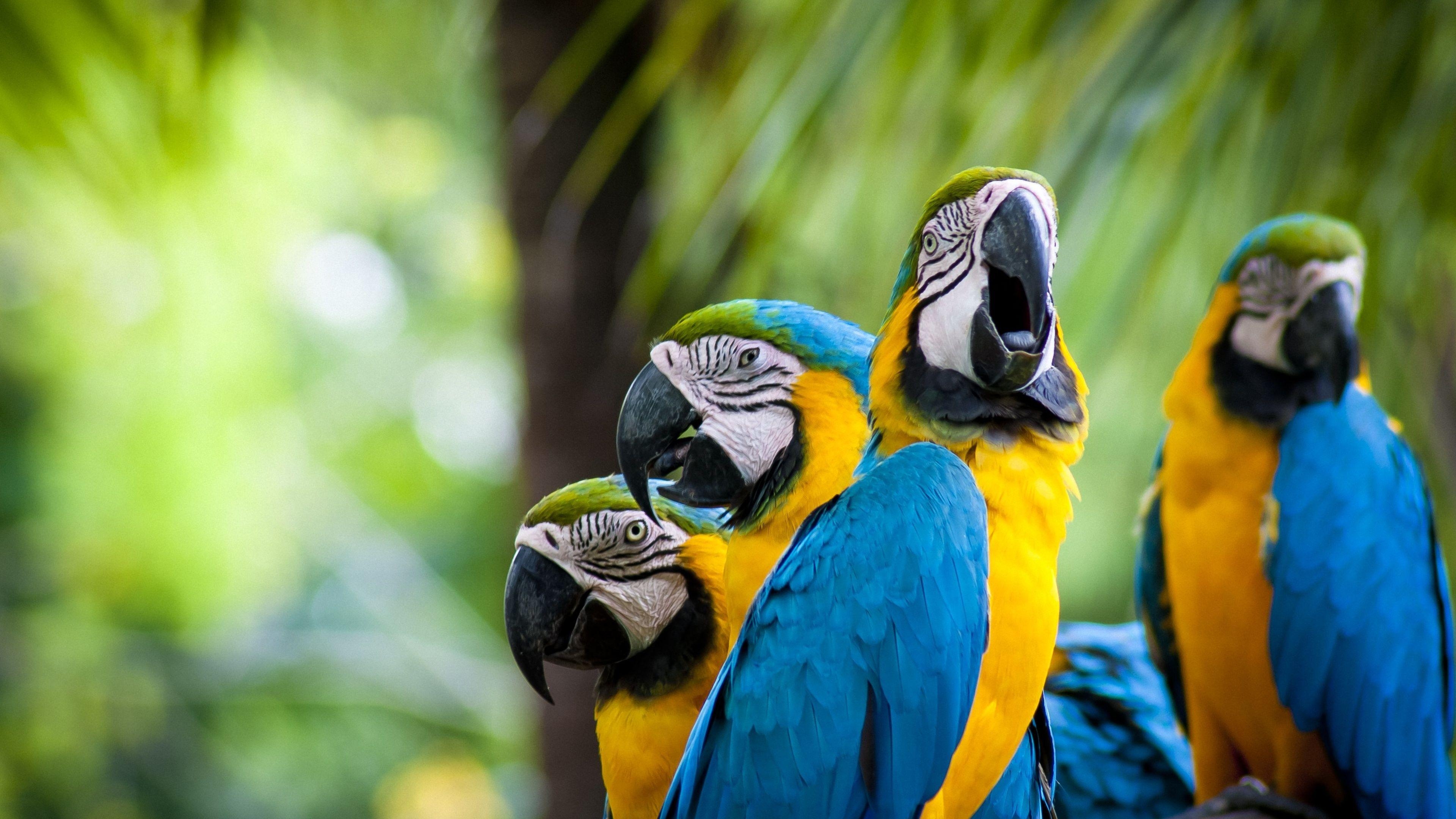 3840x2160 Birds 4K Wallpaper macaw. Parrot wallpaper, Macaw, Desktop