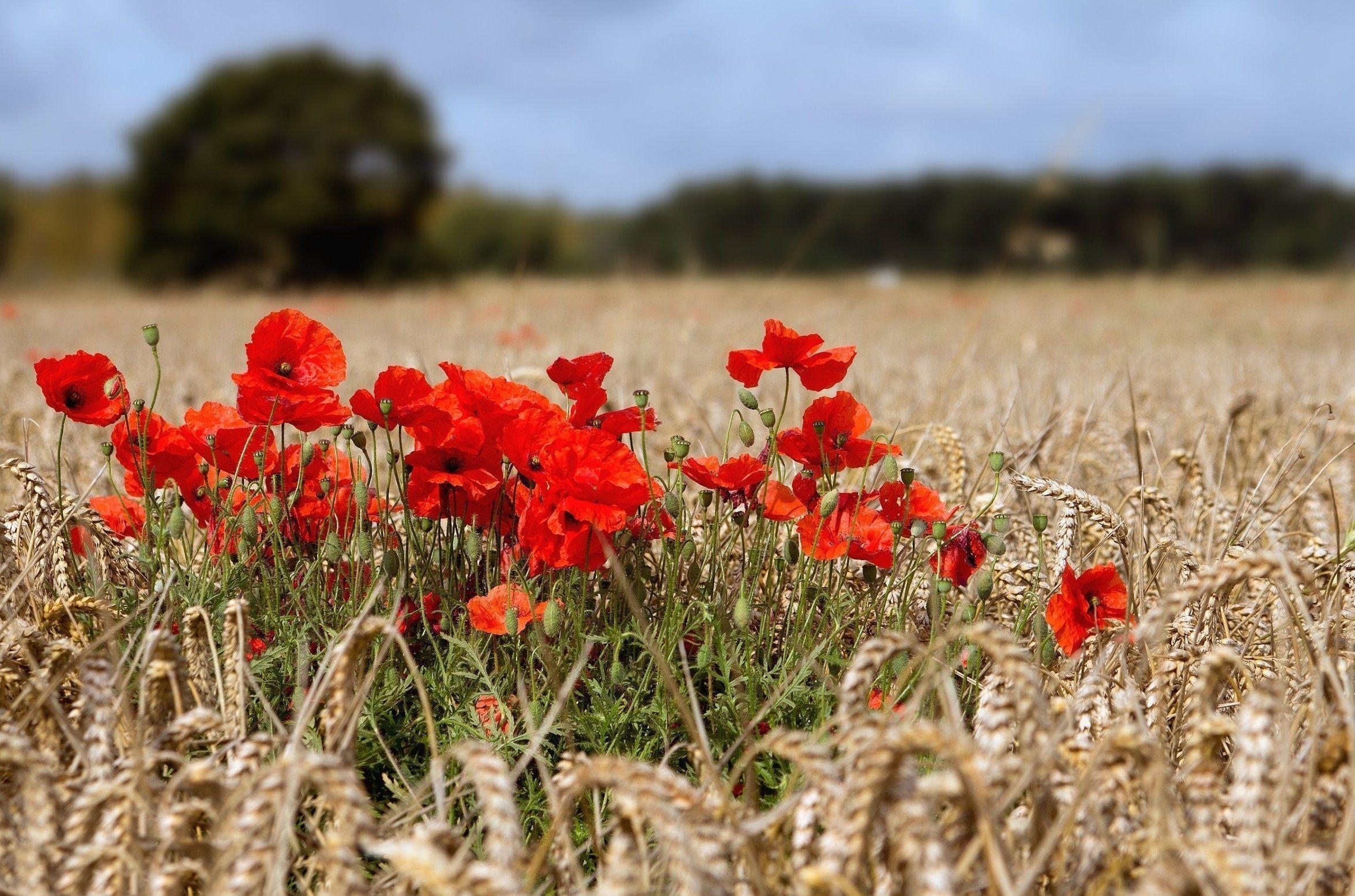 2350x1560 poppy wallpaper, Desktop