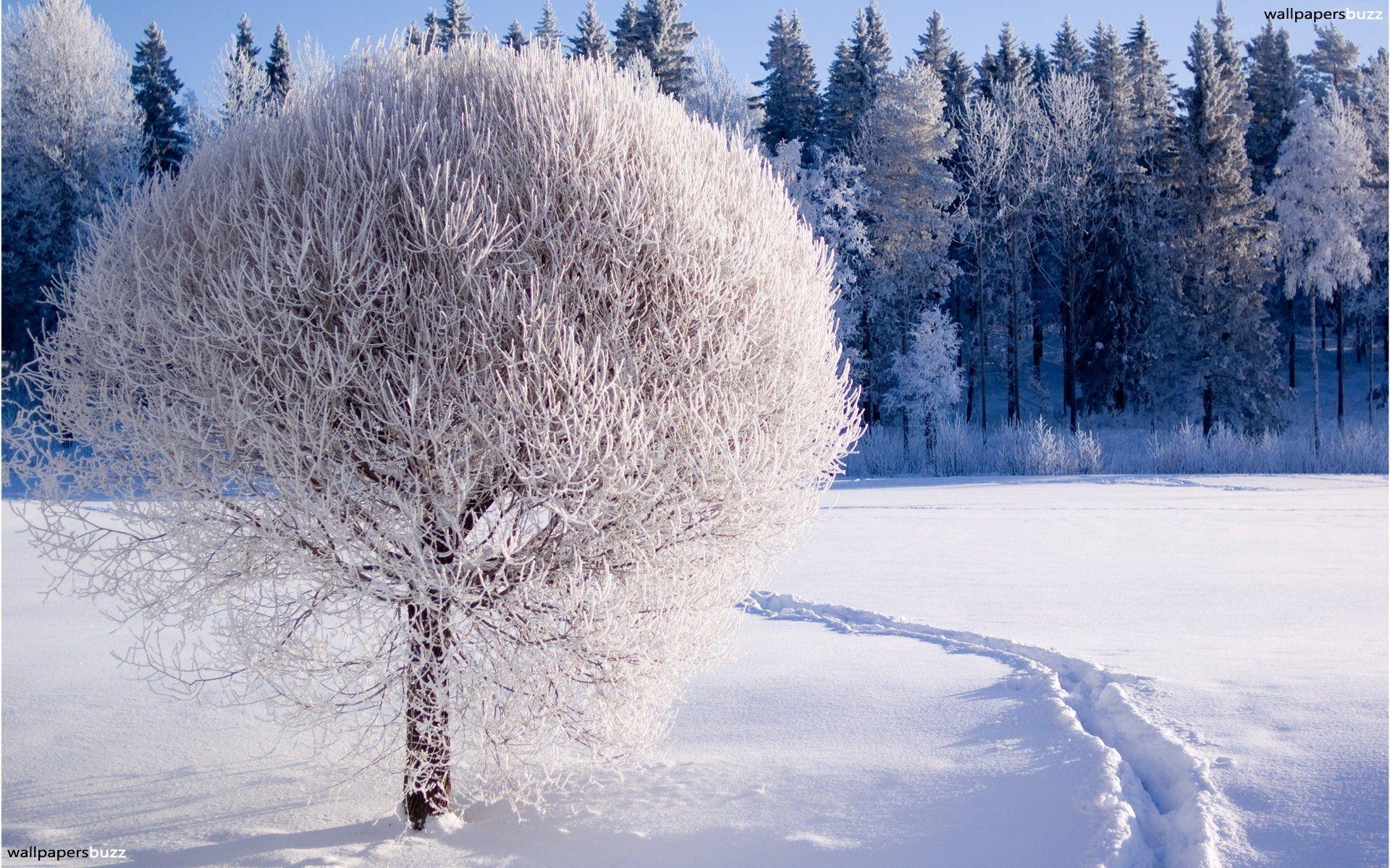 1920x1200 Winter forest and snow. Winter wallpaper, HD nature, Desktop