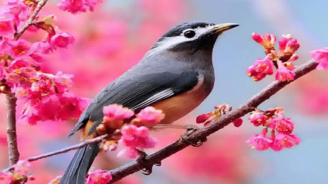 1280x720 Beautiful Birds Wallpaper, Desktop