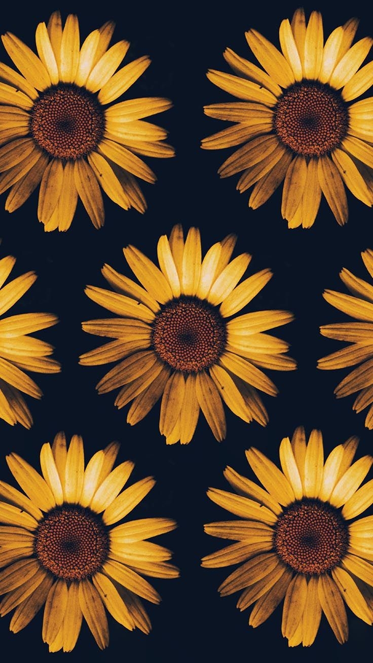 740x1310 Super Pretty Sunflower iPhone Wallpaper, Phone