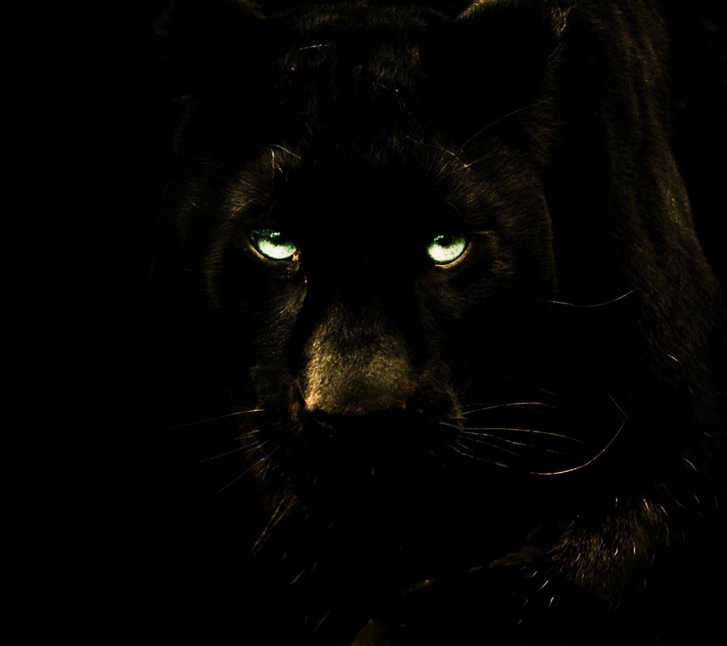 1440x1280 Black Puma Wallpaper Free Black Puma Background, Desktop