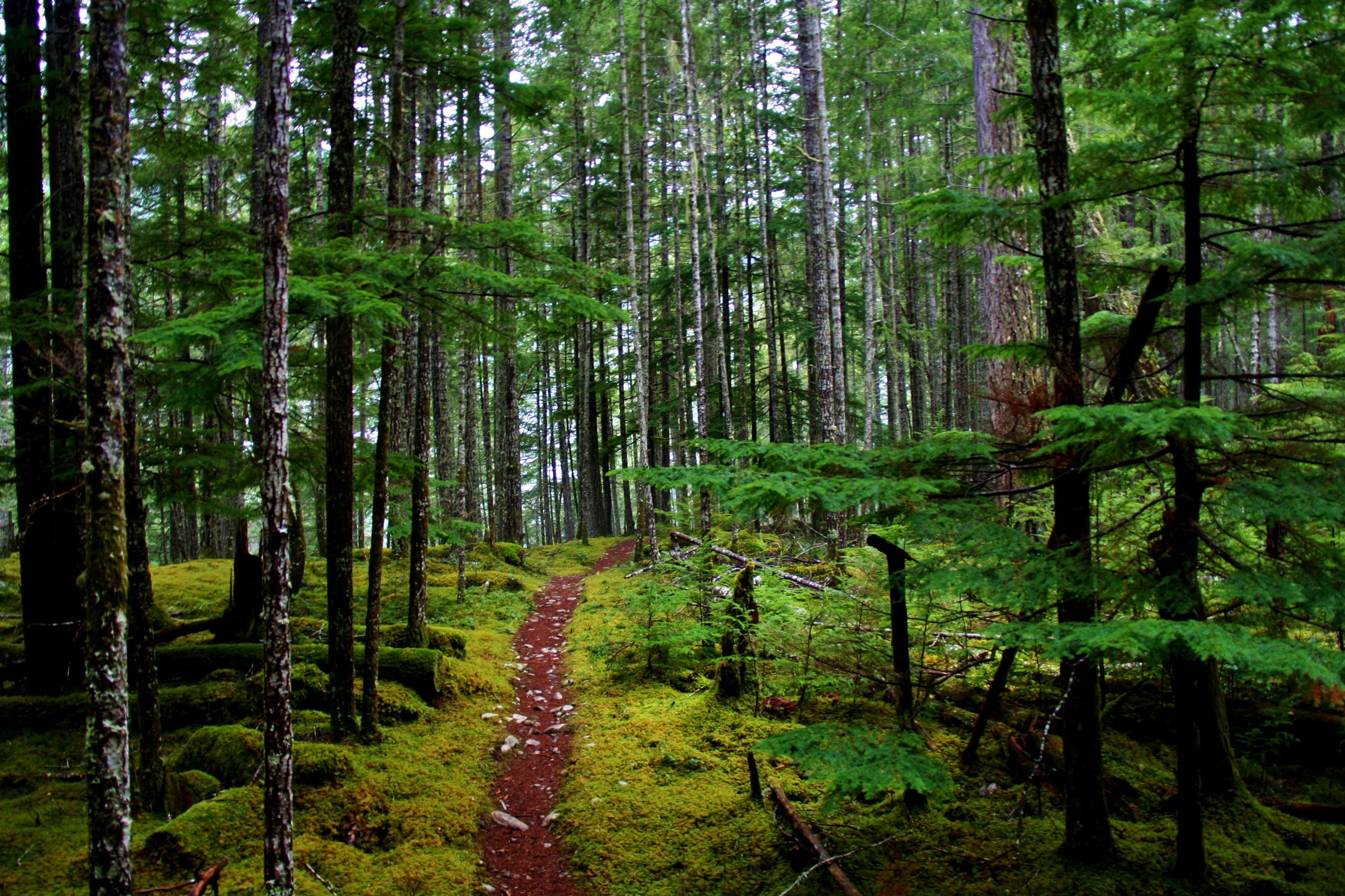 3460x2310 1024x1024px Olympic National Park (959.97 KB).04.2015, Desktop