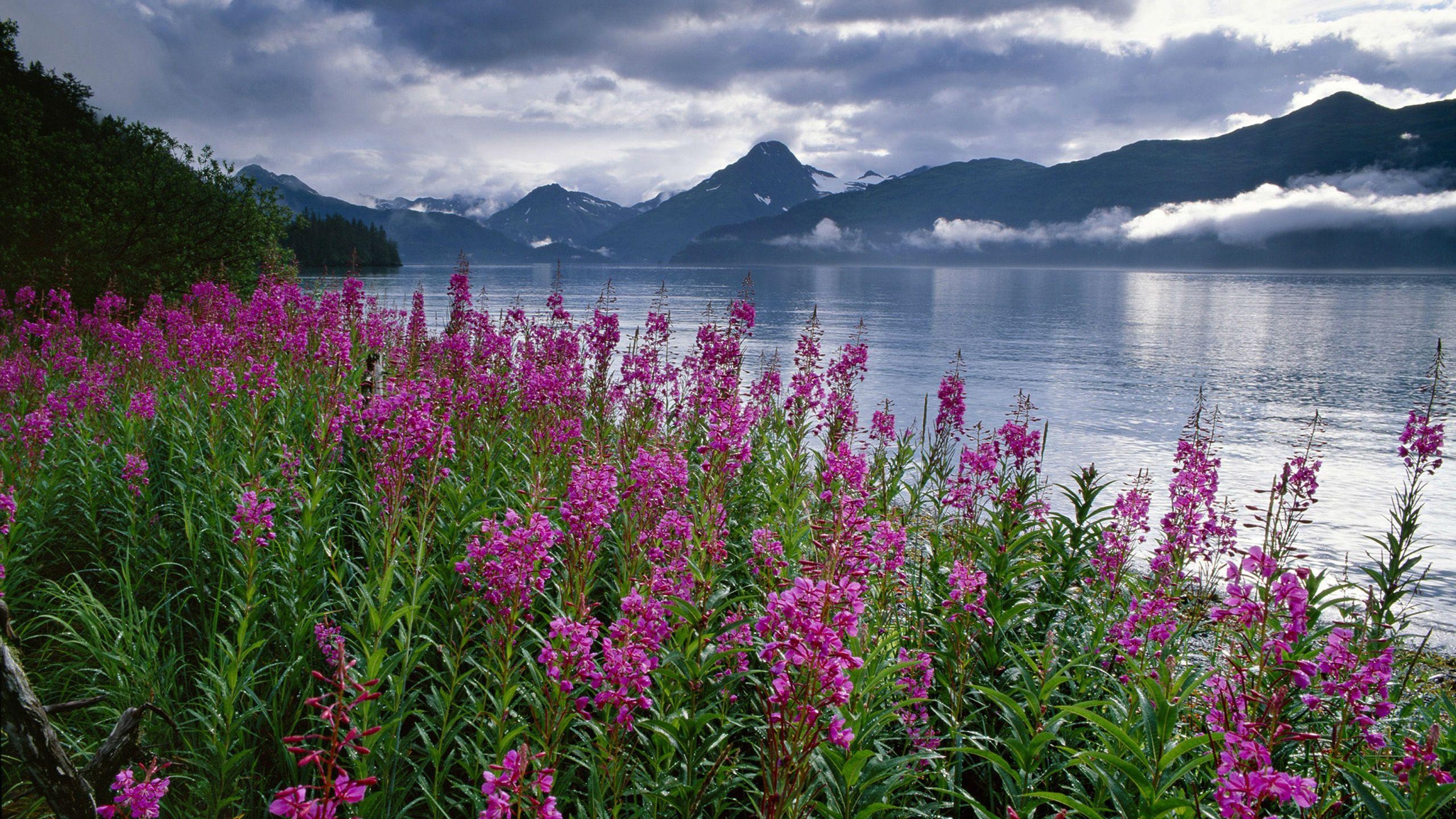 2560x1440 Pink Flower Lake Mist Evaporation Snowy Mountains, Dark Clouds, Desktop