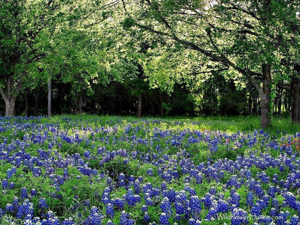 1030x770 Pin Bluebonnet Wallpaper, Desktop