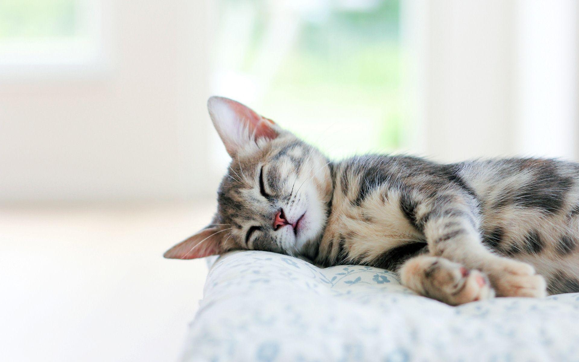 1920x1200 Sleeping Cat Wallpaper HD 40319  px, Desktop