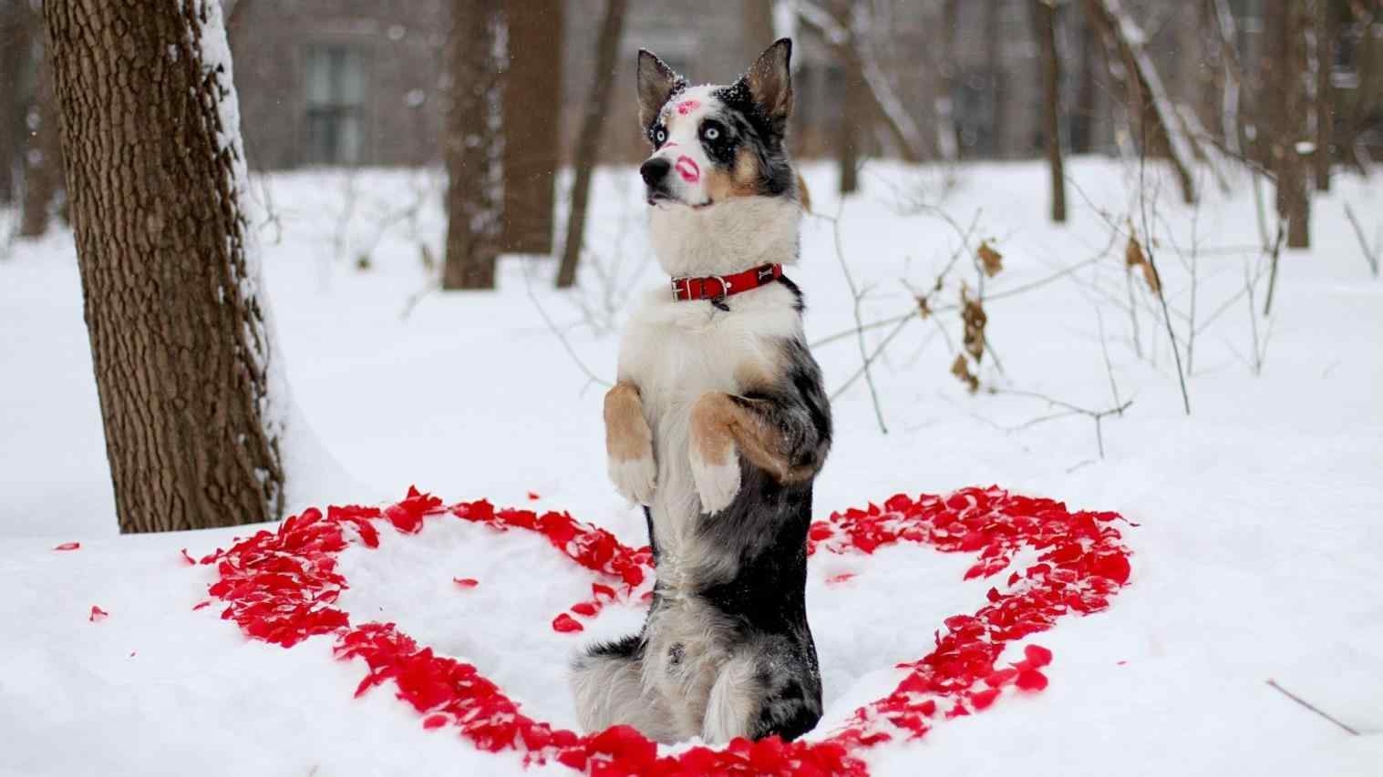 1520x860 Valentine Dog Wallpaper Free Valentine Dog, Desktop