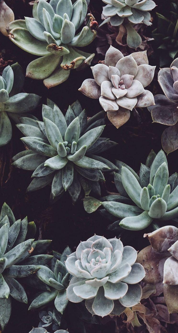 750x1400 Succulent wallpaper. Plant wallpaper, iPhone wallpaper vintage, Phone