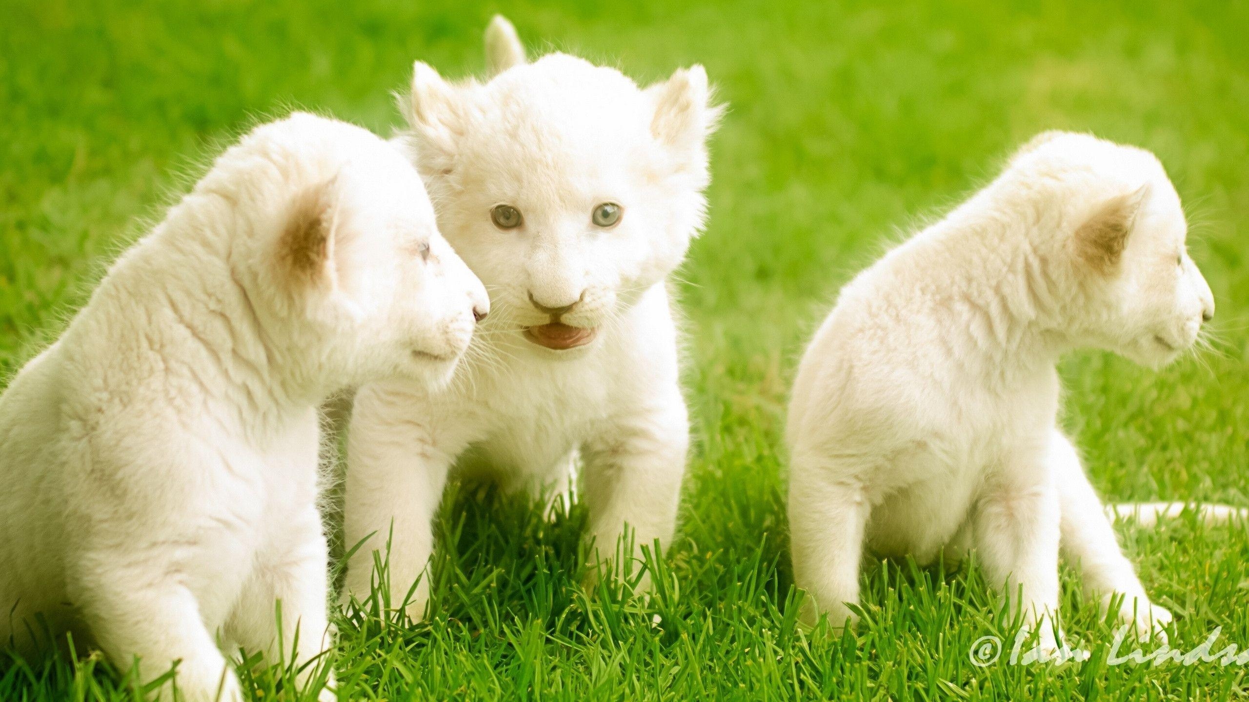 2560x1440 White Lion Cubs Wallpaper, Desktop