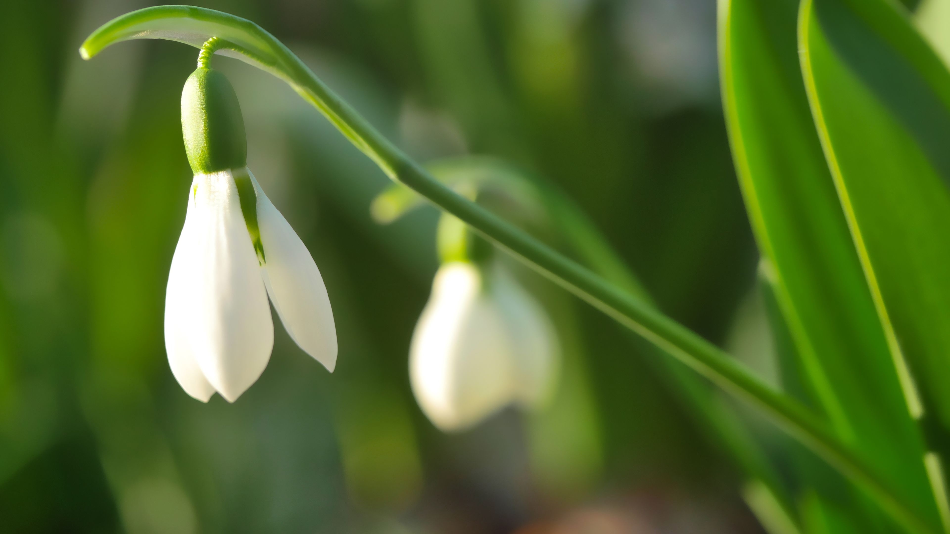 3840x2160 White Bell Flowers Chromebook Wallpaper, Desktop