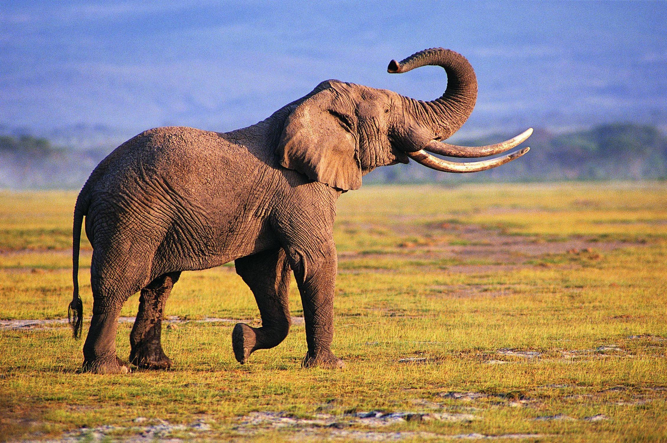 2260x1510 Elephant Desktop Wallpaper, Desktop