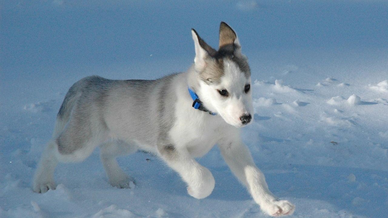 1280x720 Husky Wallpaper Dogs Animals Wallpaper in jpg format for free, Desktop