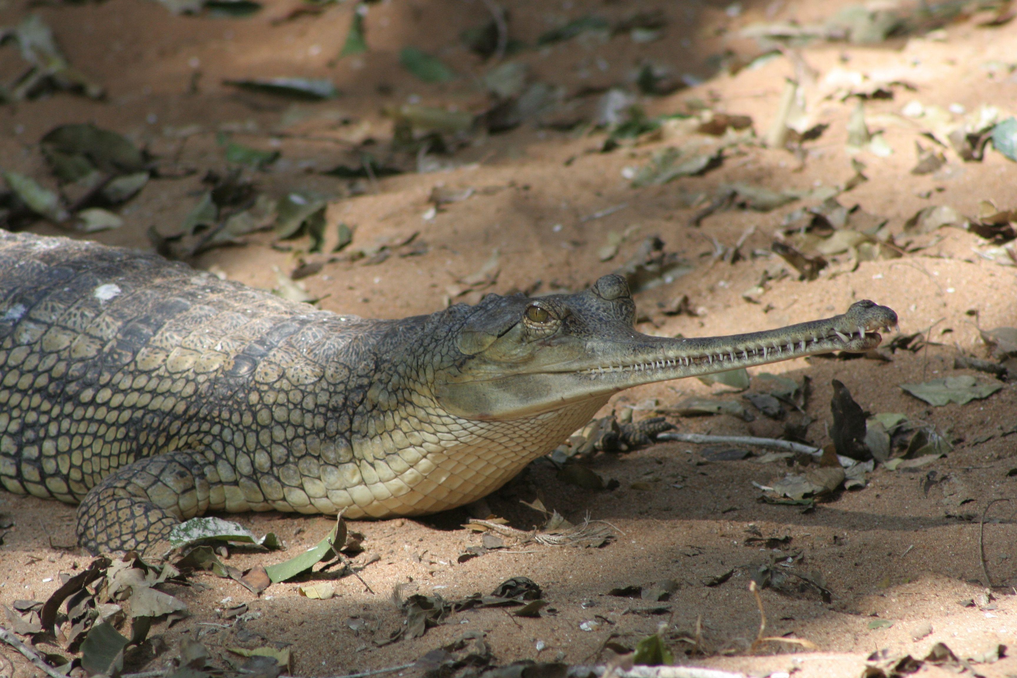 3460x2310 Gharial Free HD Wallpaper Image Background, Desktop