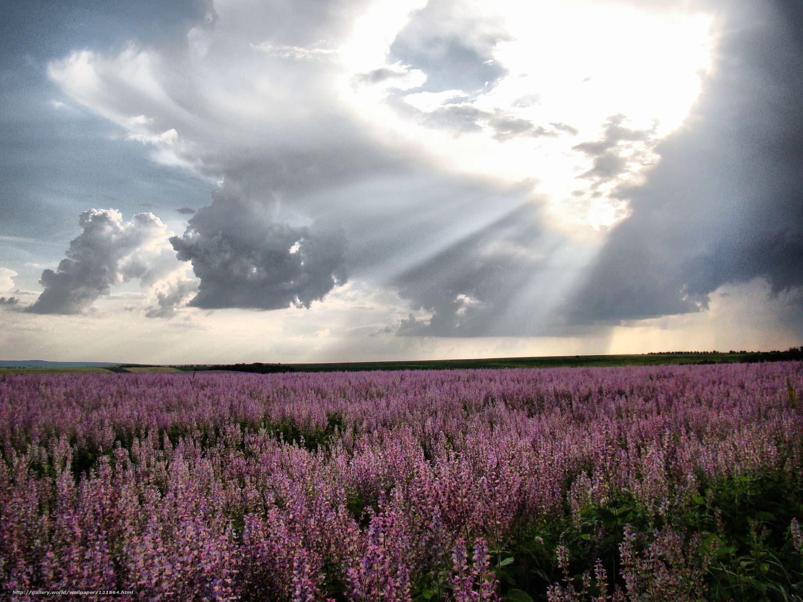 1600x1200 Download wallpaper Moldova, lavender, field free desktop wallpaper, Desktop