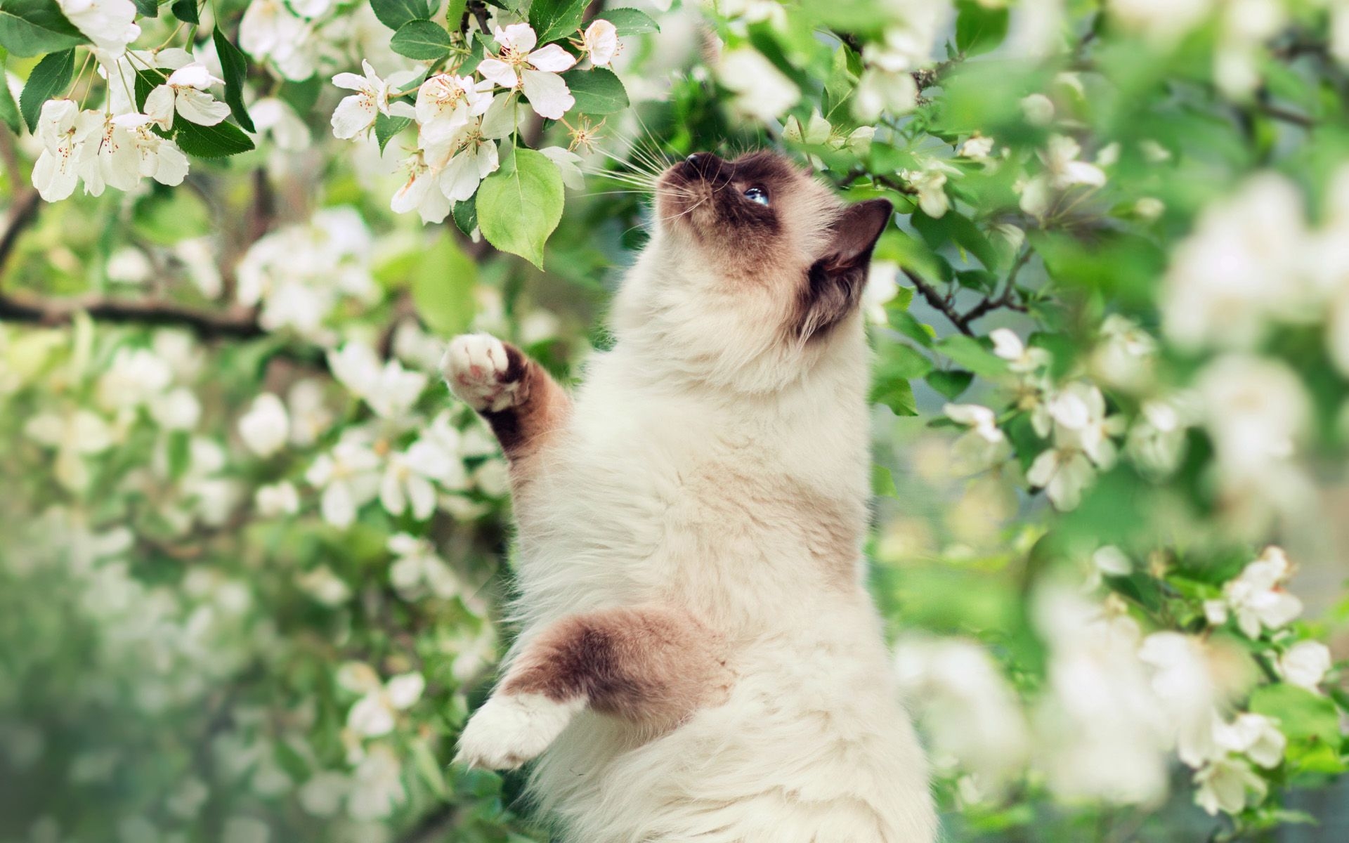 1920x1200 Download Wallpaper Himalayan Cat, Spring, Close Up, White Flowers, Desktop