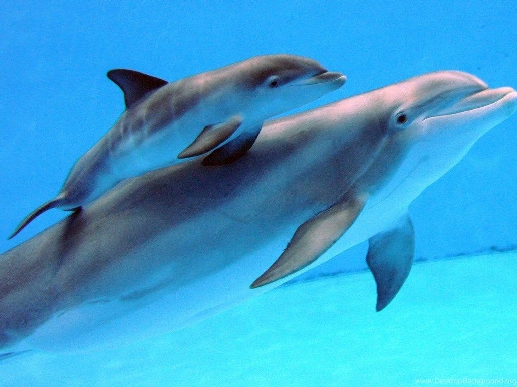 1030x770 Newborn Baby Dolphins Wallpaper. Desktop Background, Desktop