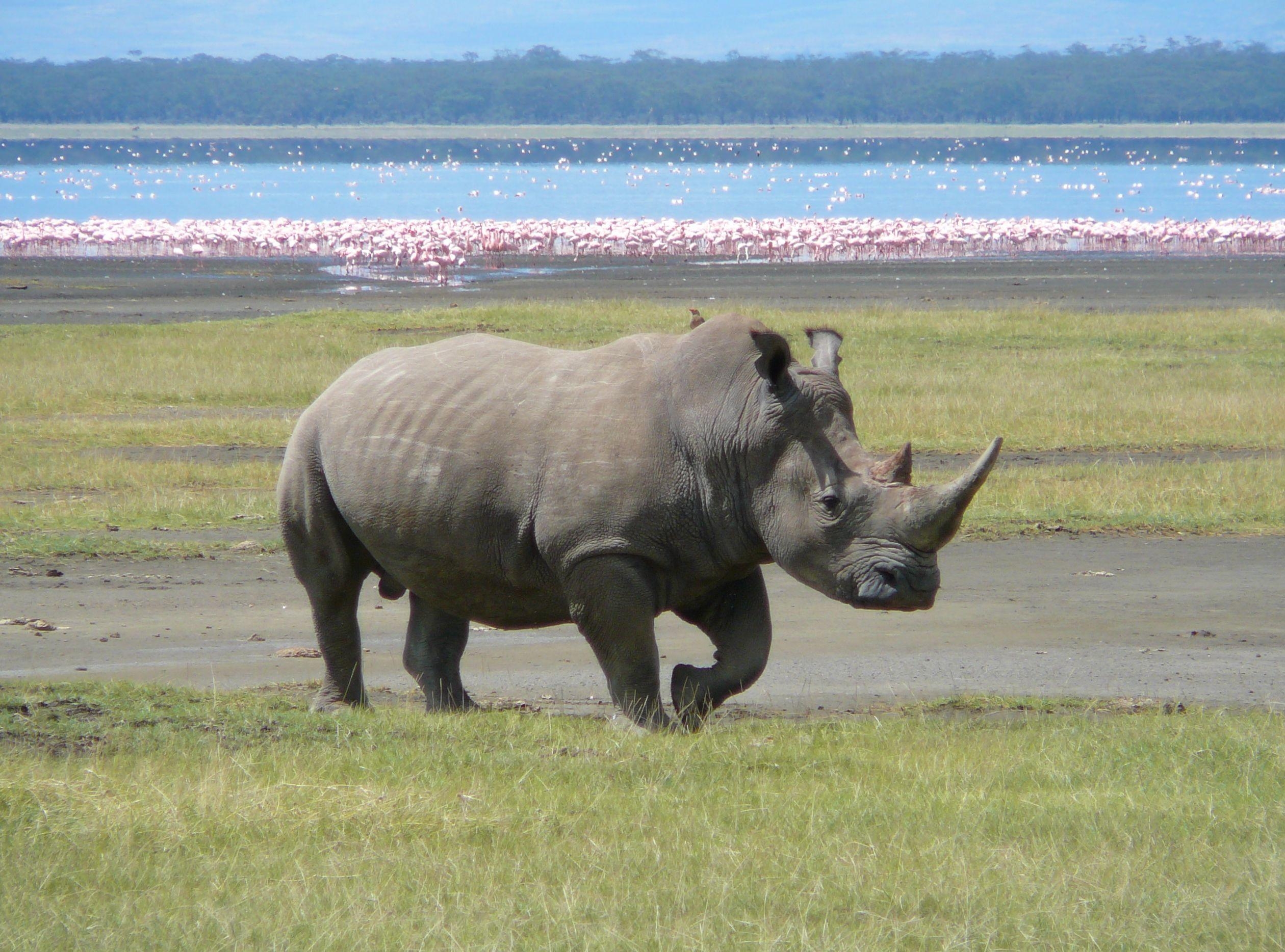 2520x1870 White Rhino in Lake Nakuru, Desktop