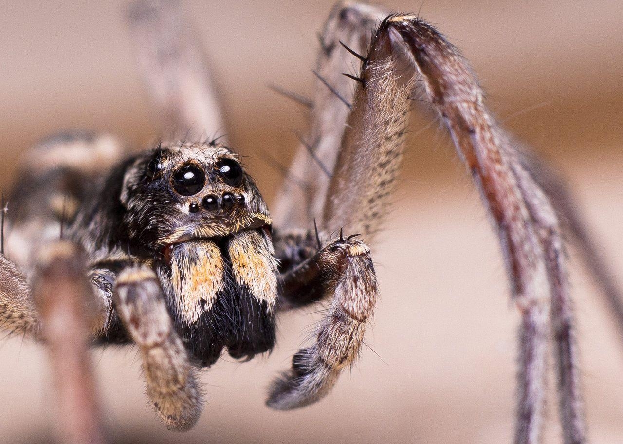 1280x920 Wolf Spider. Wolf spider, Desktop