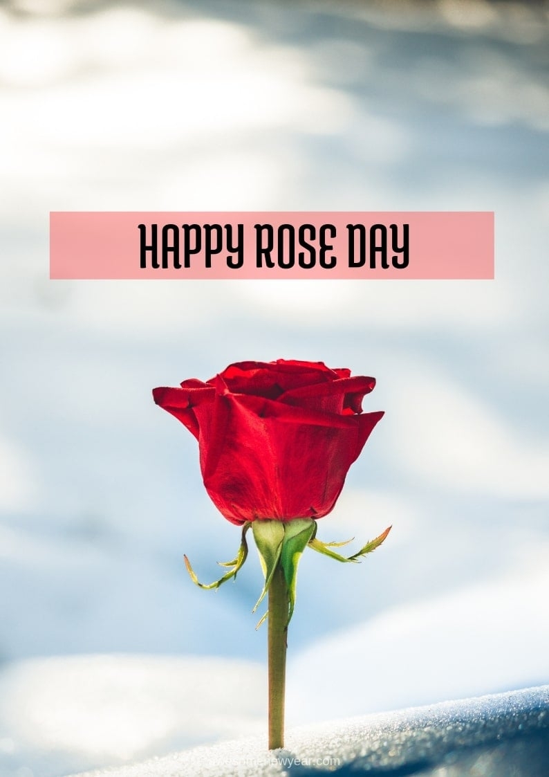 800x1130 Happy Rose Day Wallpaper Rose, Phone