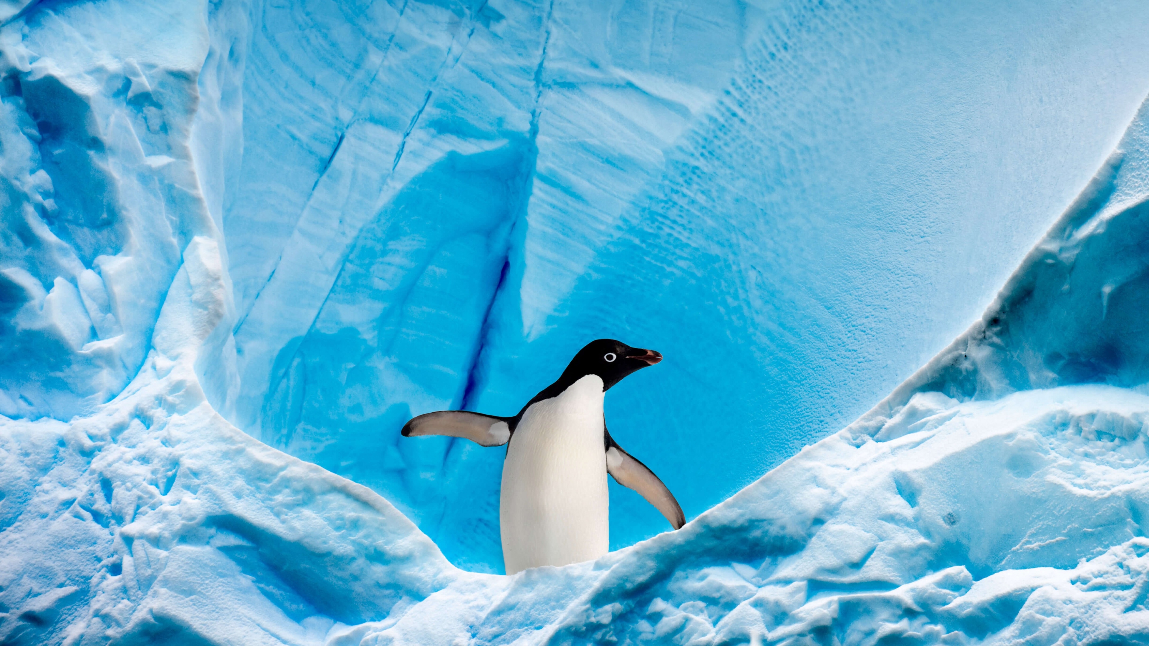 3840x2160 Penguin Wallpaper 4K, Ice berg, Arctic, Desktop