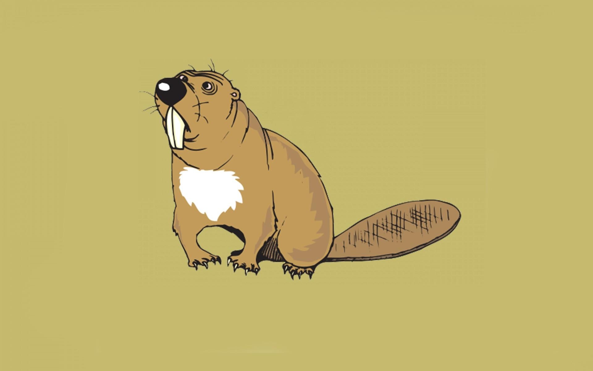 1920x1200 Beaver Best HD Wallpaper 28980, Desktop