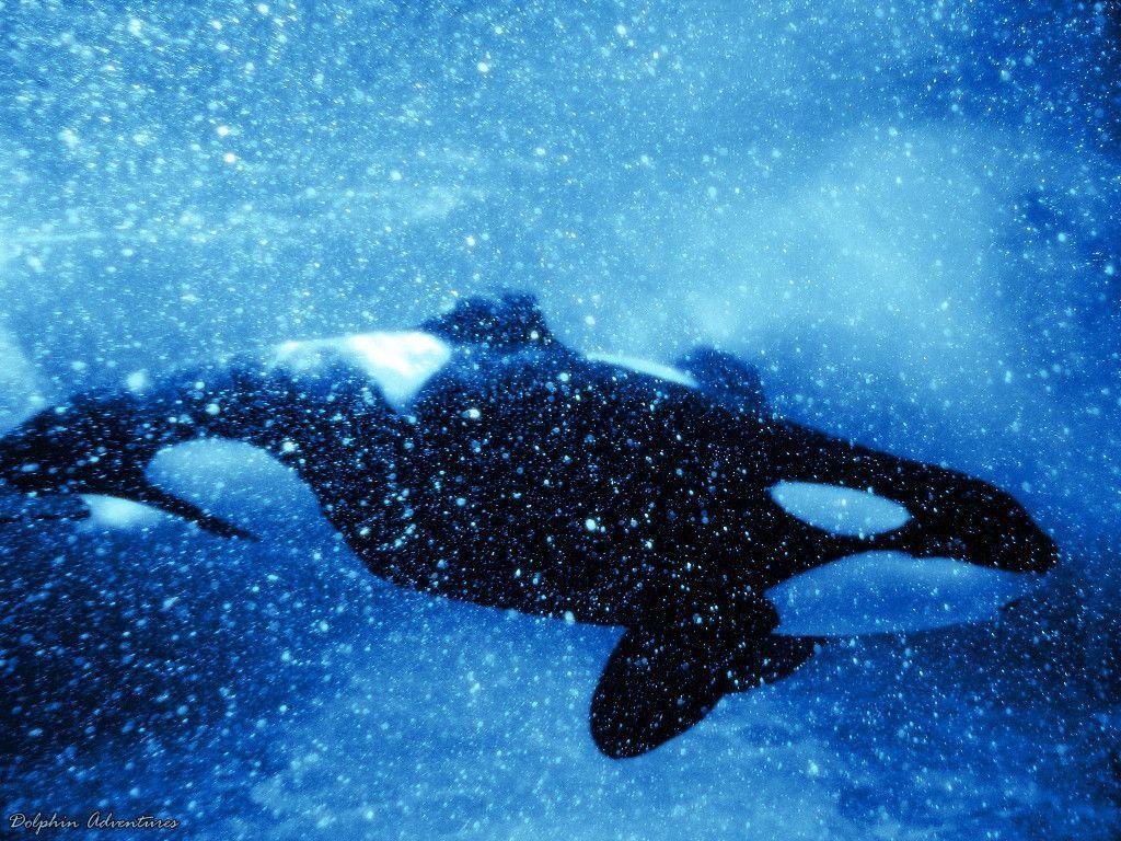 1030x770 Orca Wallpaper, Desktop