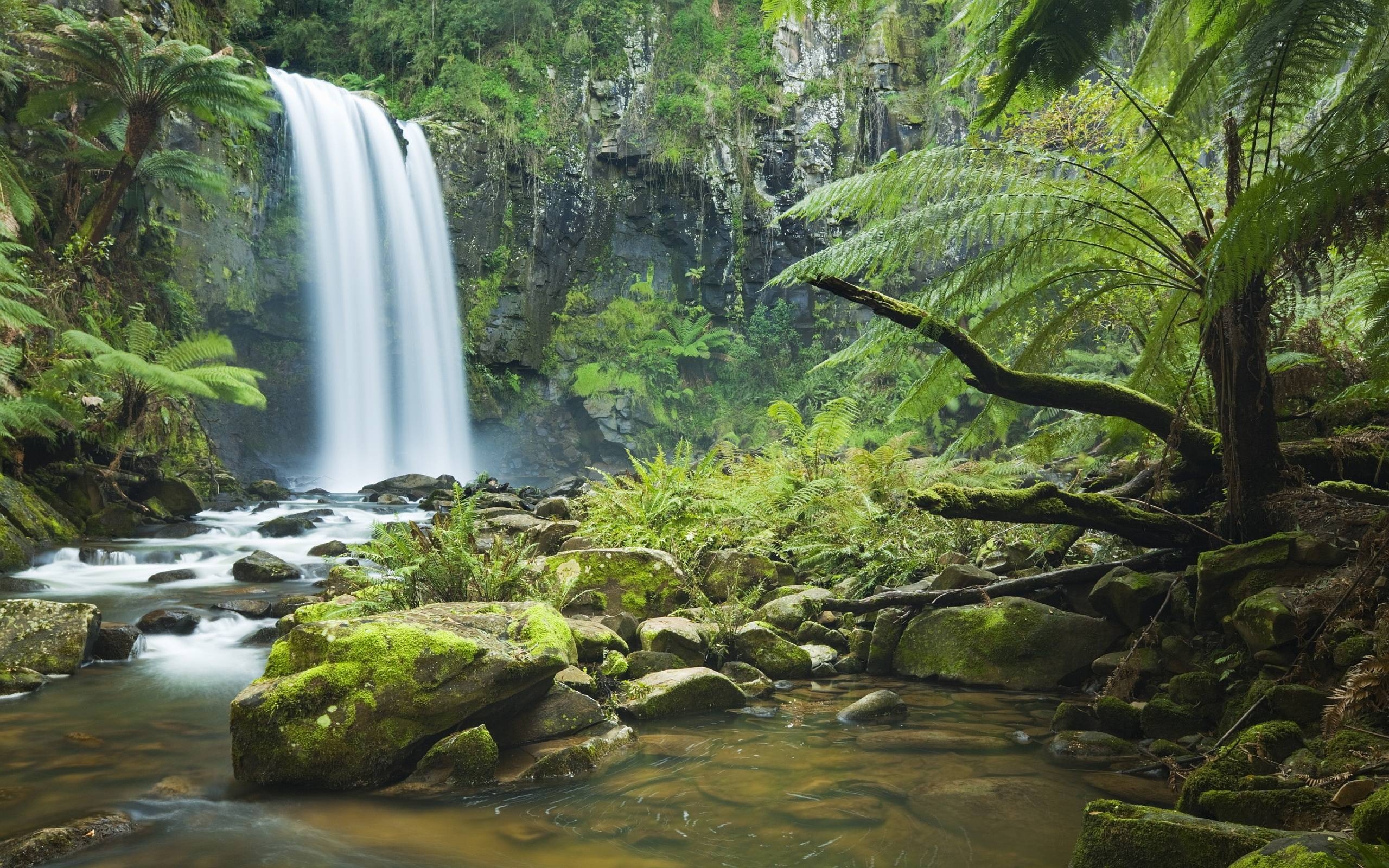 2560x1600 Rainforest Wallpaper Full HD, Desktop