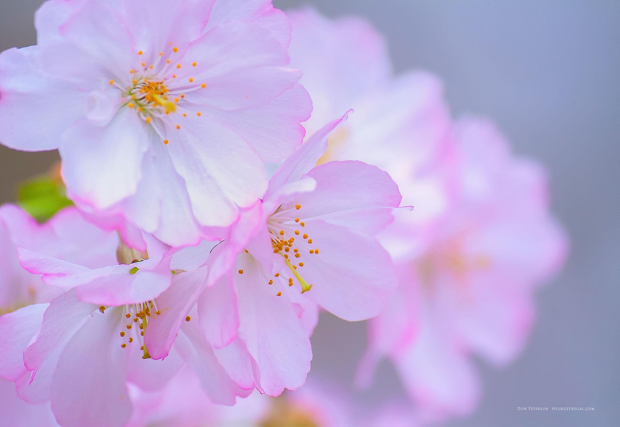 2000x1380 Free Cherry Blossom Wallpaper, Desktop