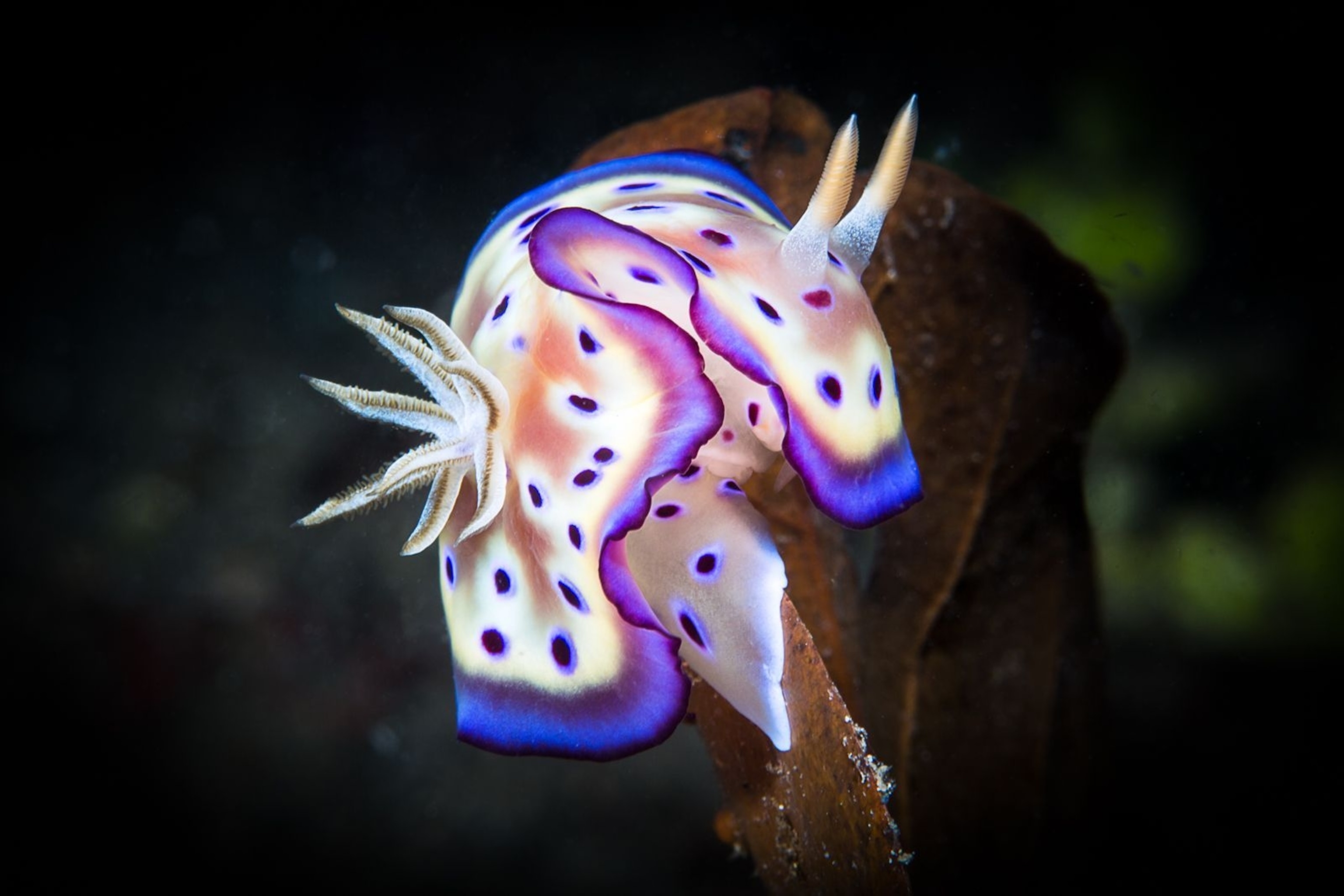 3080x2050 Meet the Adorable Sea Bunny Taking Over the Internet, Desktop