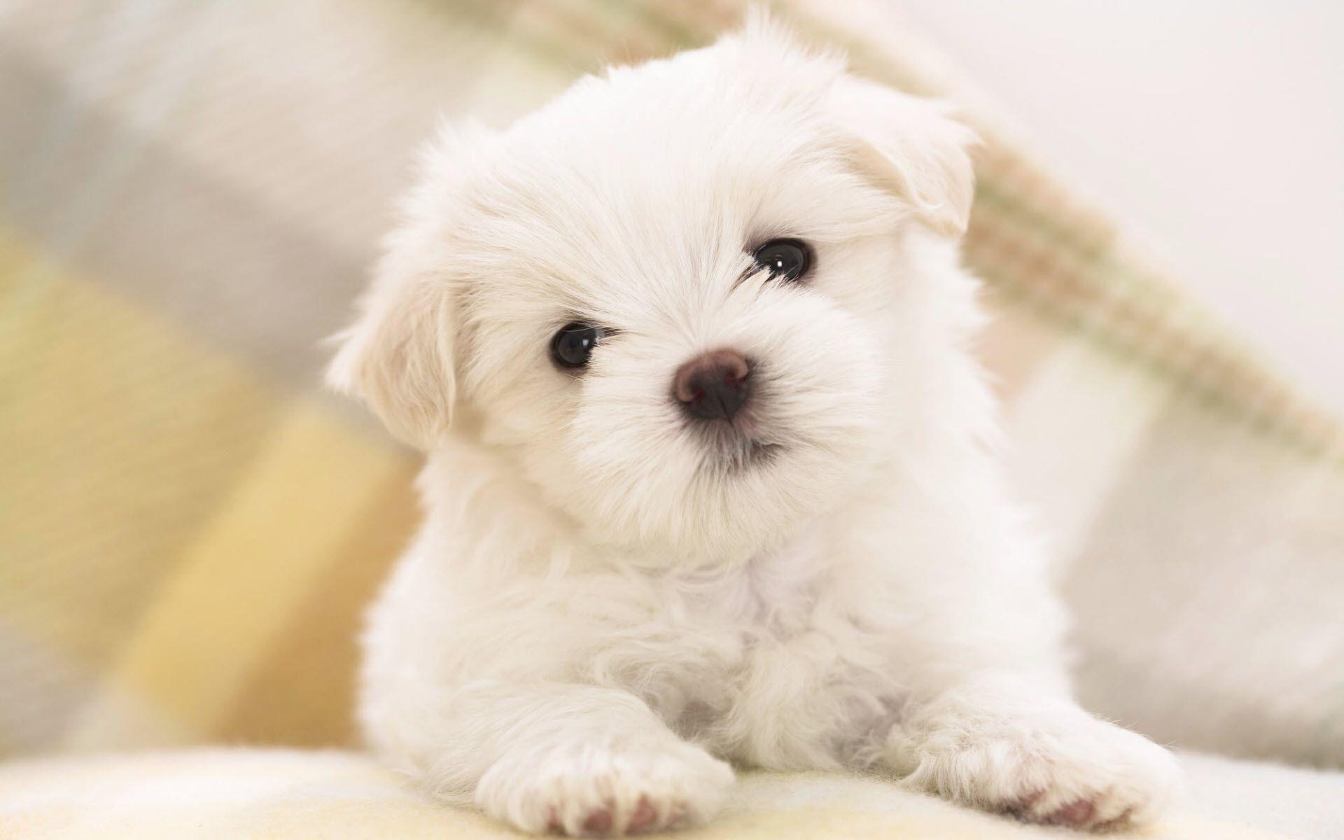 1920x1200 Maltese Puppy Wallpaper, Desktop