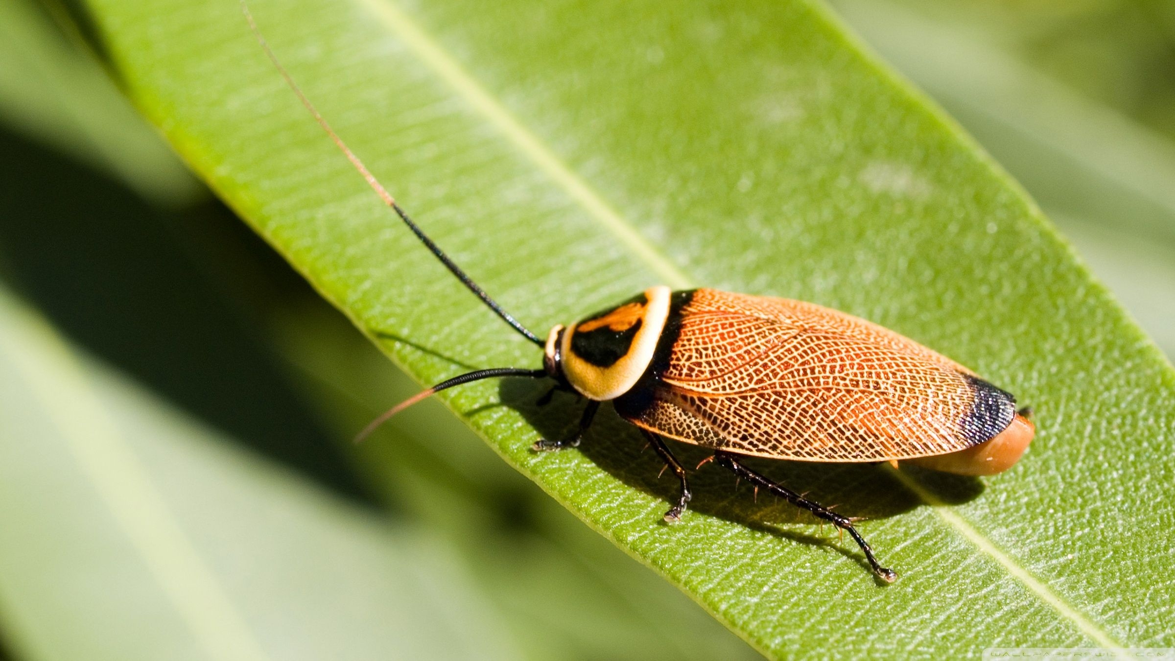 2400x1350 Bush Cockroach Ultra HD Desktop Background Wallpaper for 4K UHD TV, Widescreen & UltraWide Desktop & Laptop, Multi Display, Dual Monitor, Tablet, Desktop