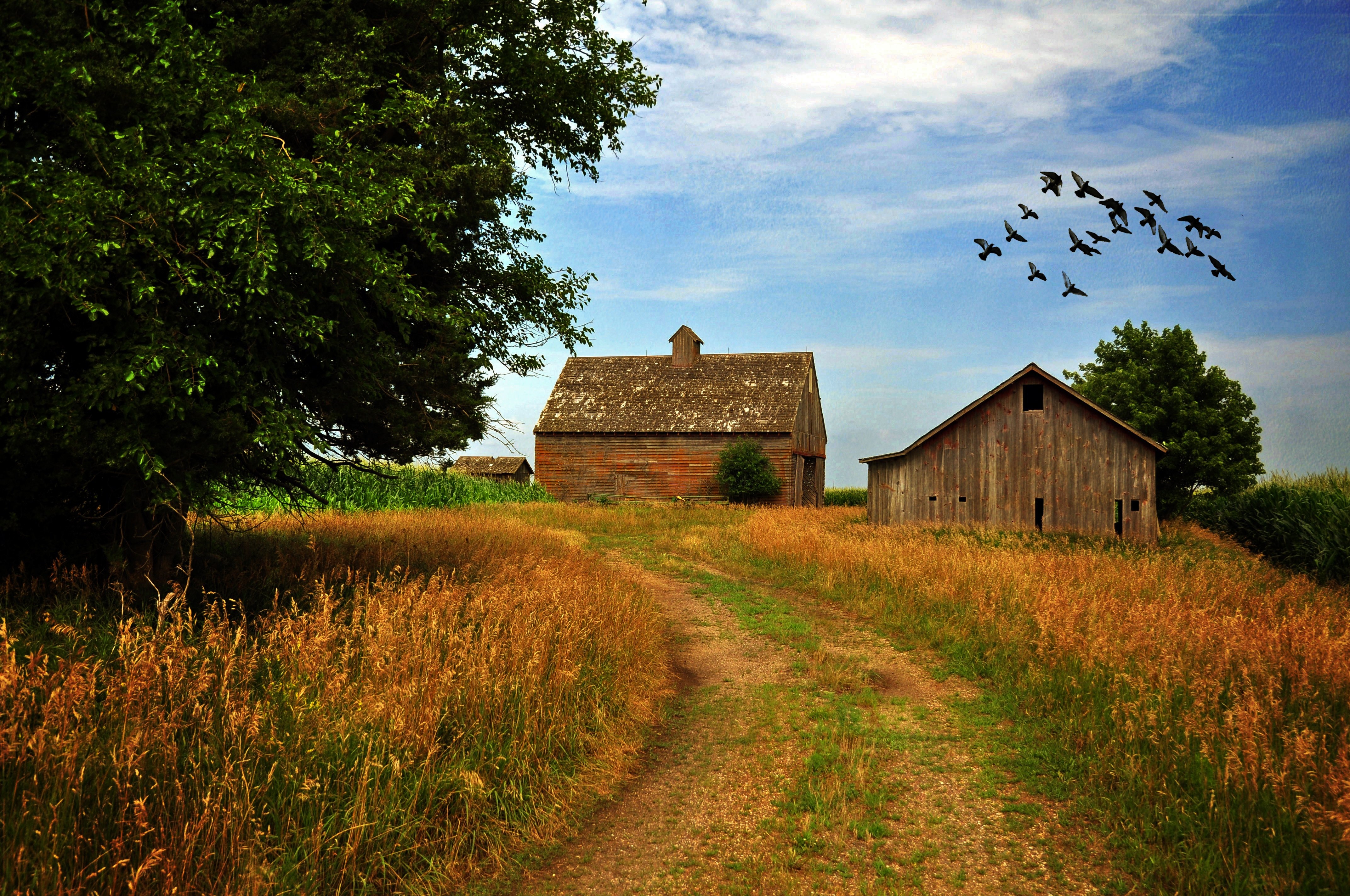 4290x2850 A Life In The Heartland: Dennis Keeney Reflects On Mid Century Farming. Iowa Public Radio, Desktop